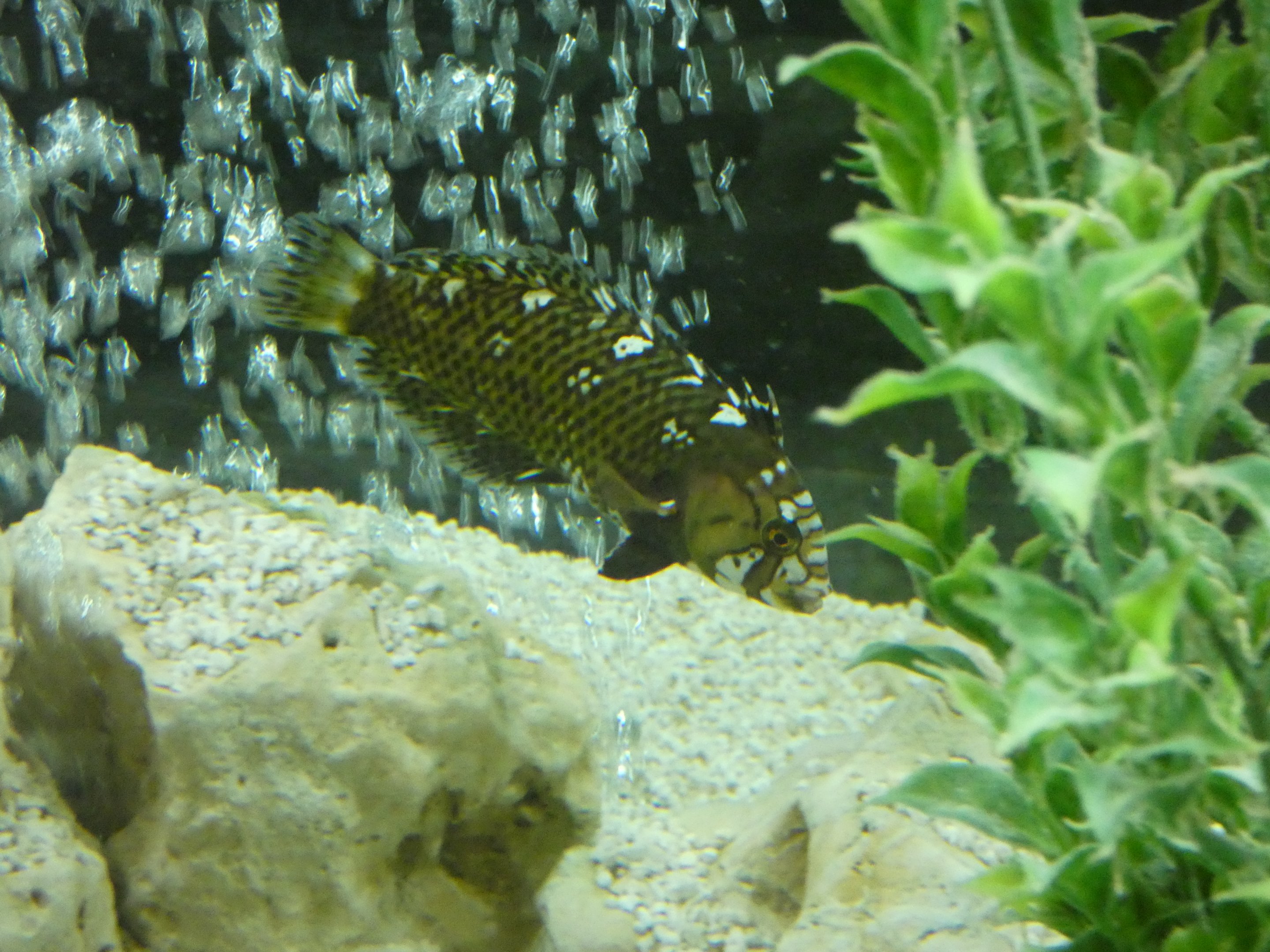 ID? - Blue Reef Aquarium Newquay