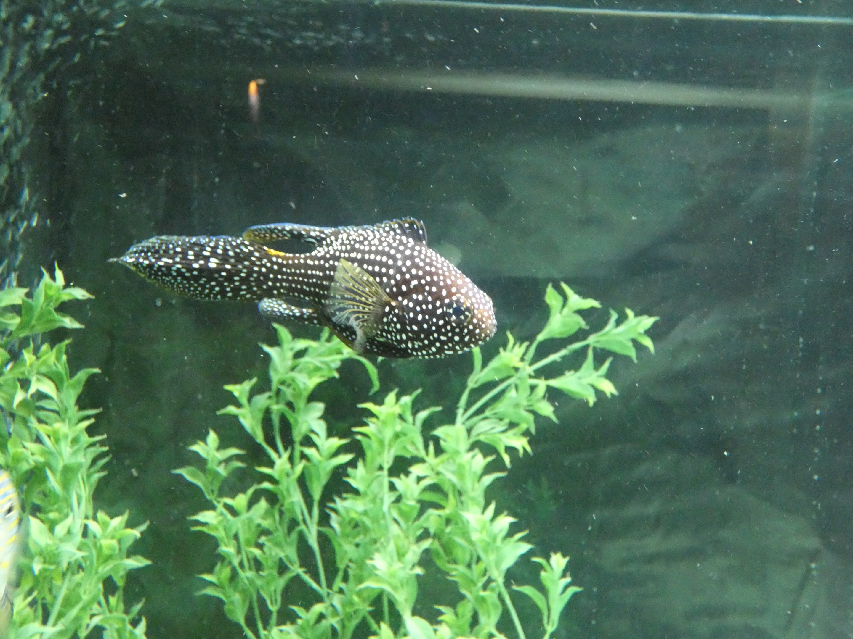 ID? - Blue Reef Aquarium Newquay