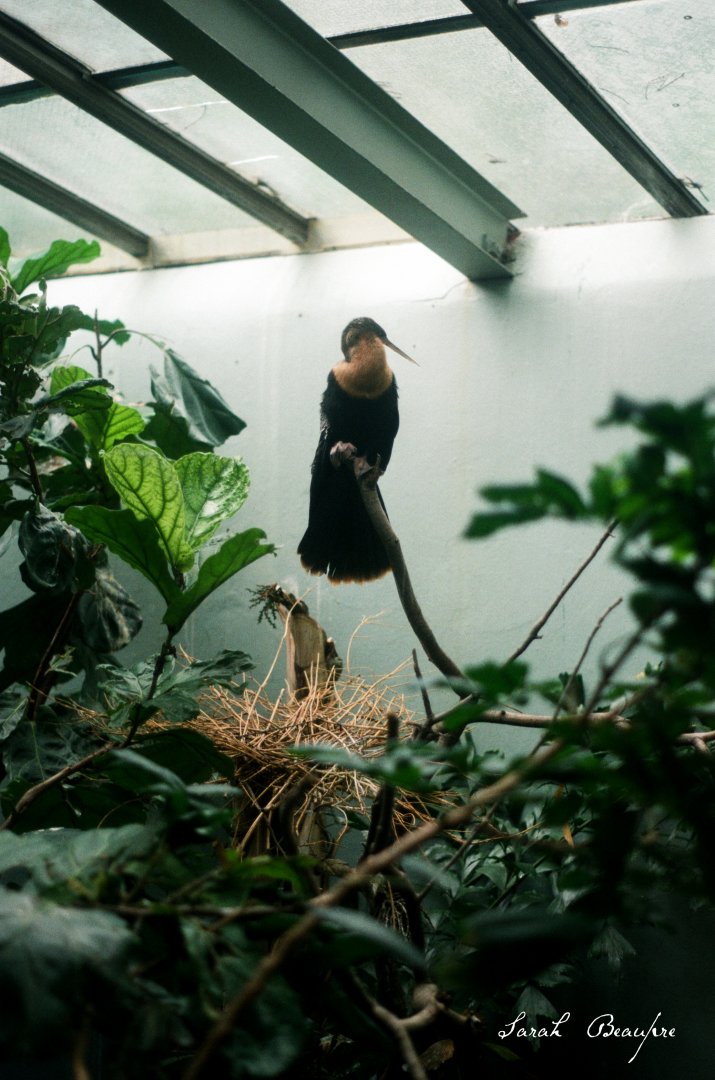 ID? - Bronx Zoo - Anhinga?