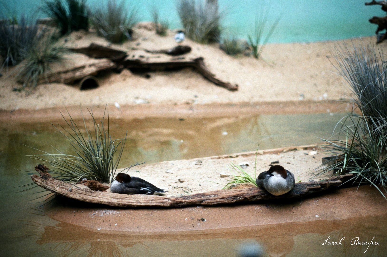 ID? - Bronx Zoo - Bufflehead maybe?