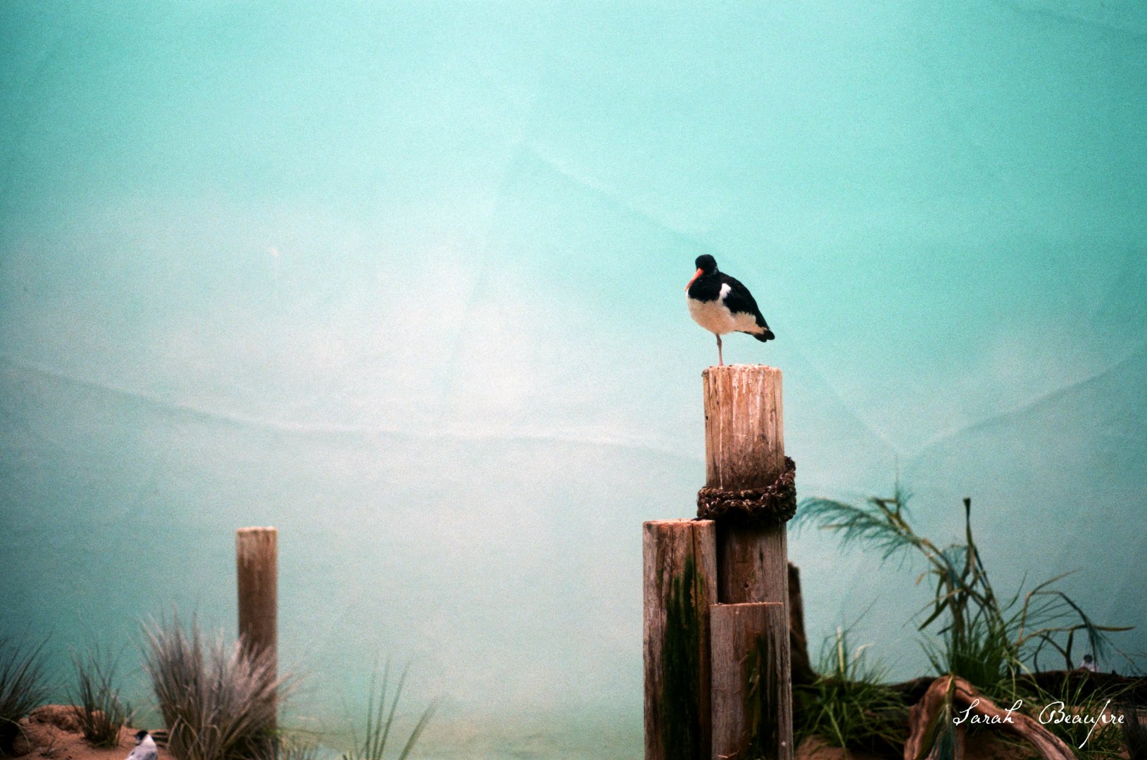 ID? - Bronx Zoo - by blue penguins