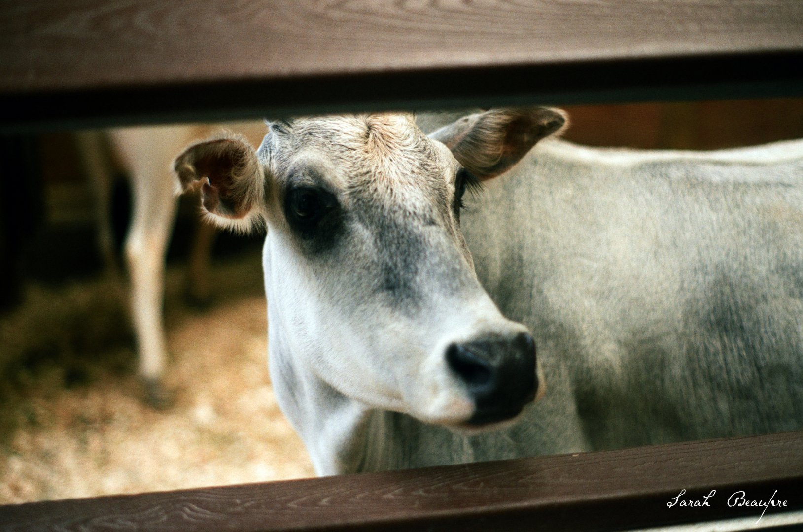 ID? - Bronx Zoo - cow breed?