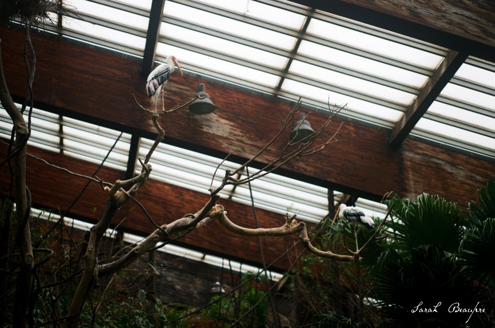 ID? - Bronx Zoo - in gharail area