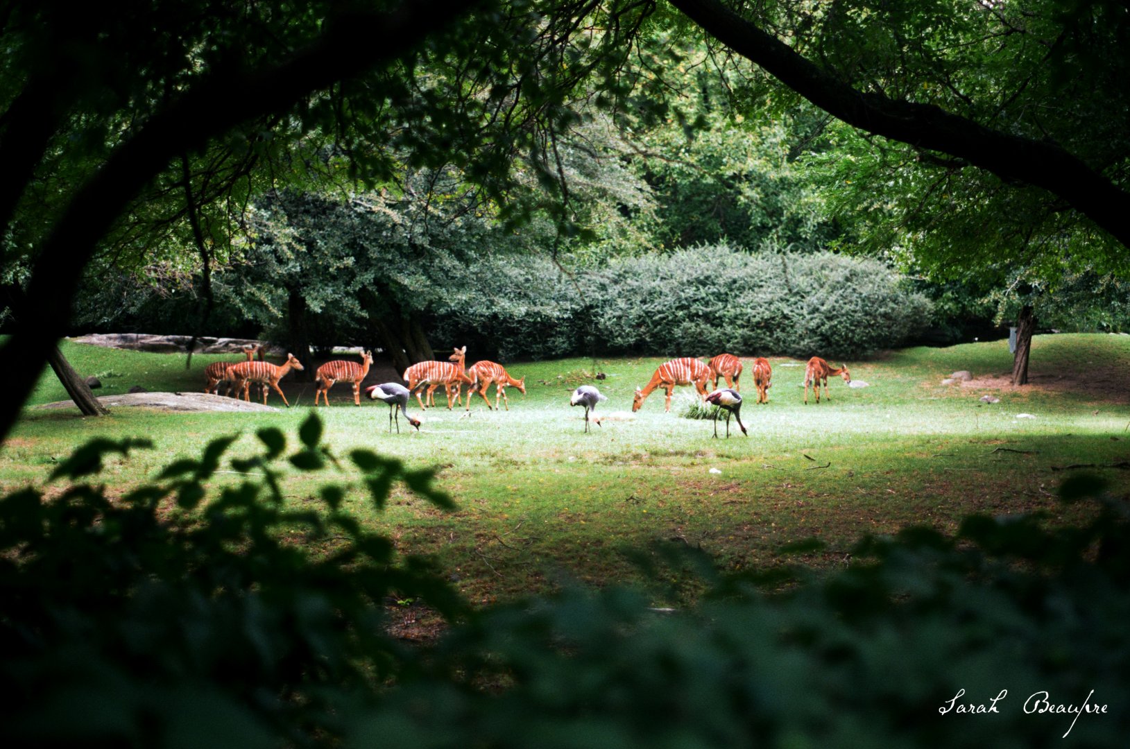 ID? - Bronx Zoo - Lesser Kudu?