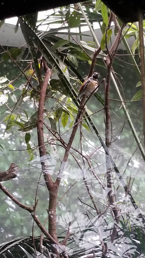 ID? Bronx Zoo, Maleo exhibit