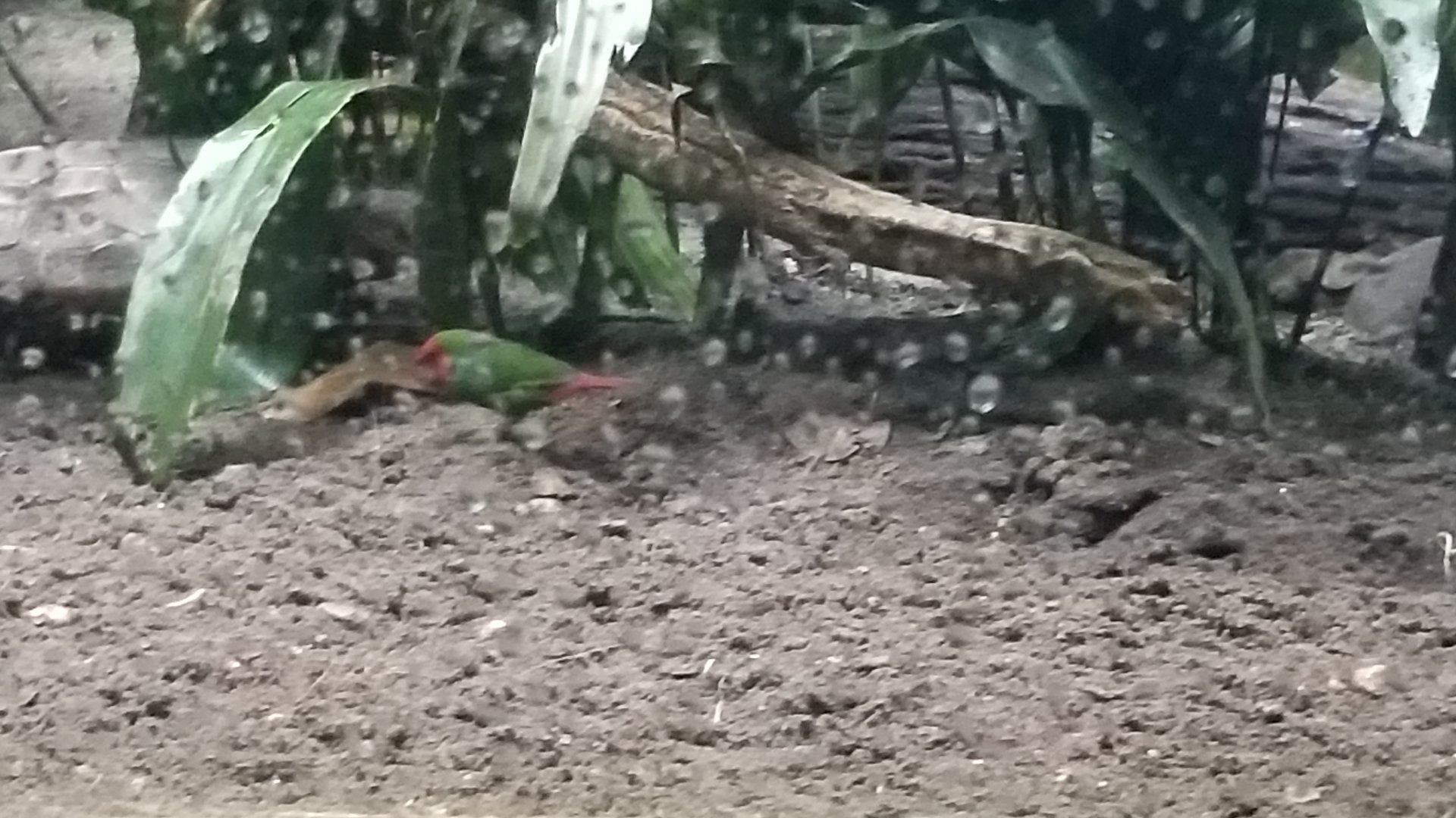 ID? Bronx Zoo, Maleo exhibit