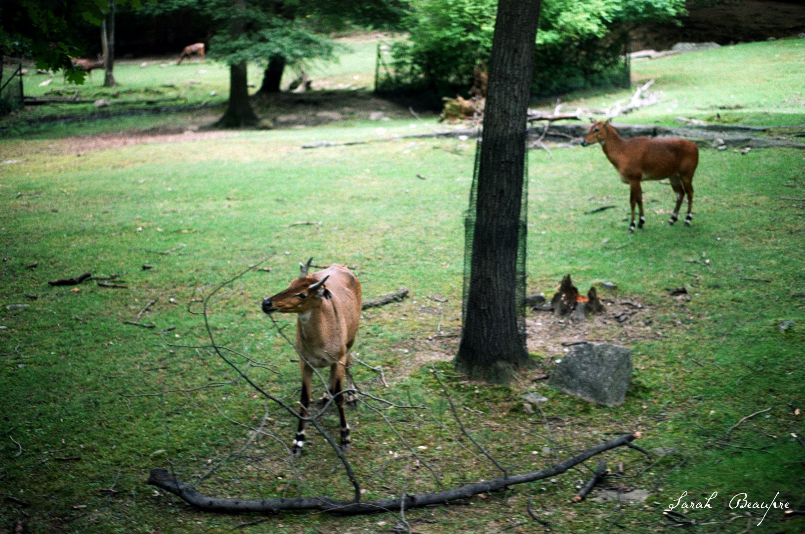 ID? - Bronx Zoo - monorail