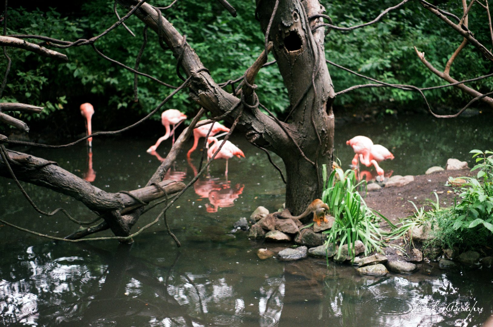 ID? - Bronx Zoo - species of spider monkey?