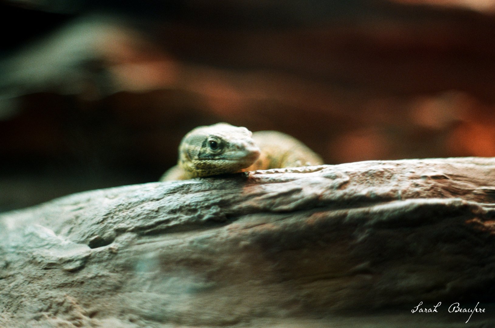 ID? - Bronx Zoo - Zoo Center, unsigned