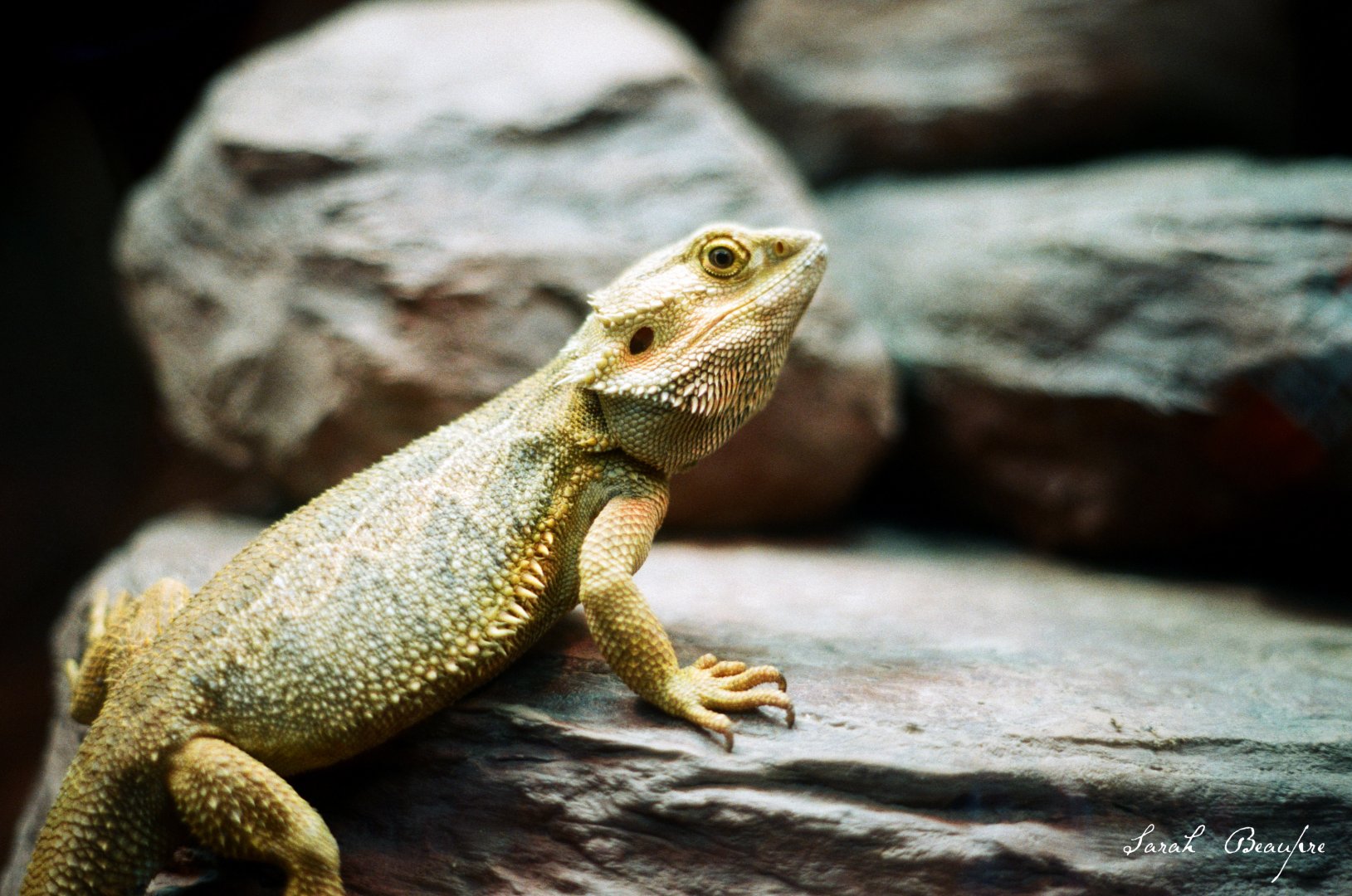 ID? - Bronx Zoo - Zoo Center, unsigned
