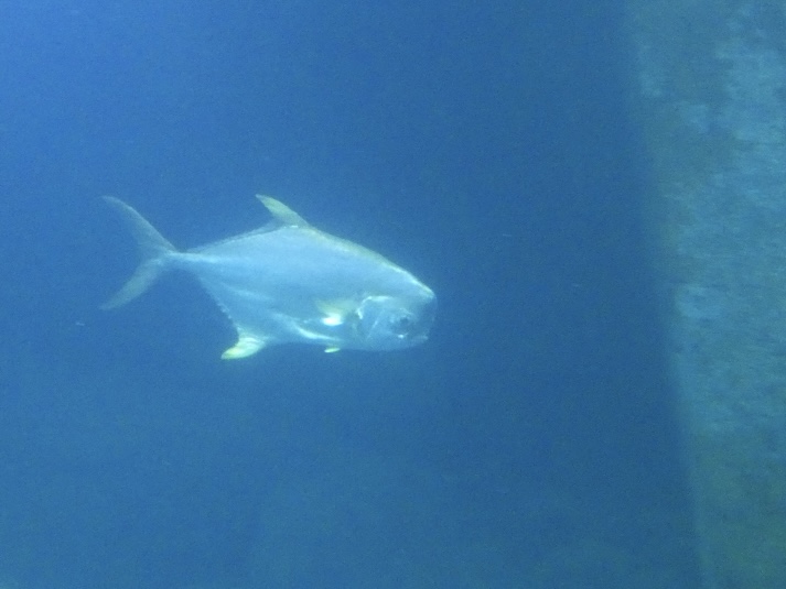 ID? - Burger’s zoo