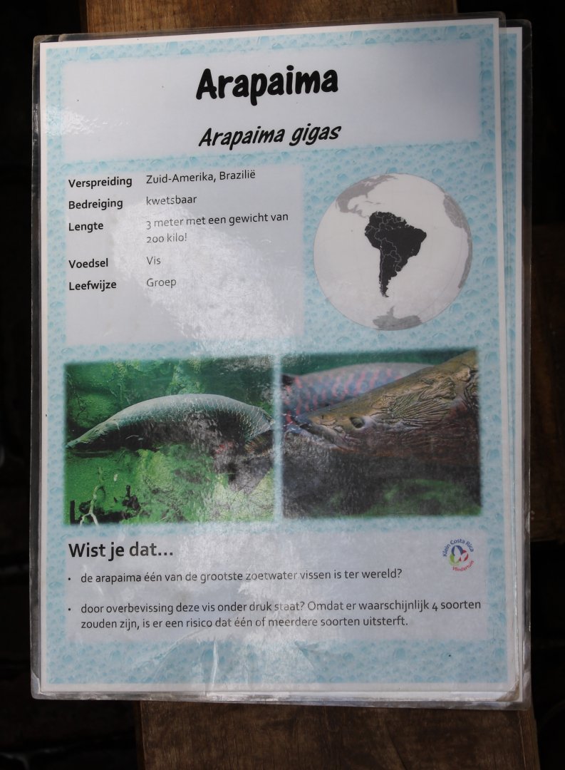 ID-card Arapaima