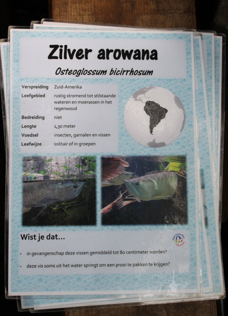ID-card Arowanna