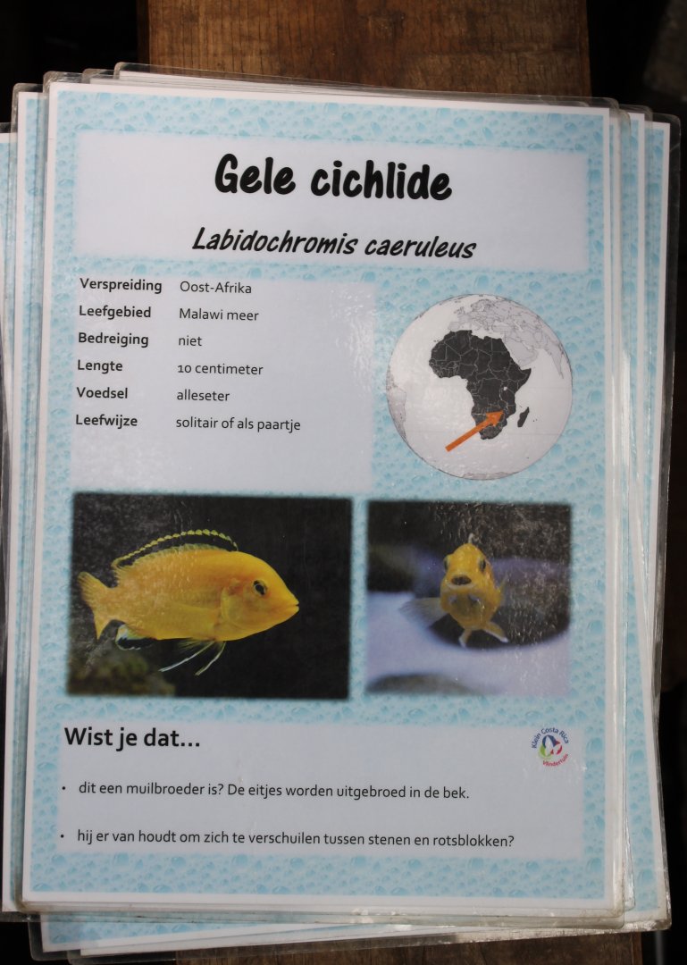 ID-card Labidochromis caeruleus
