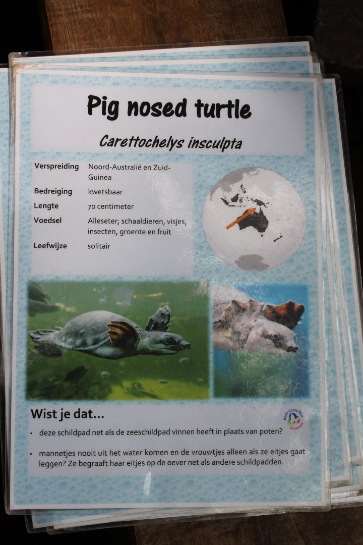 ID-card Pig nosed turtle