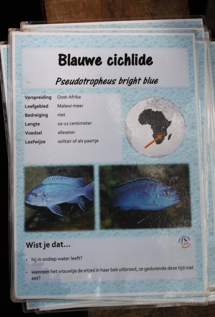 ID-card Pseudotropheus  ' Bright Blue'