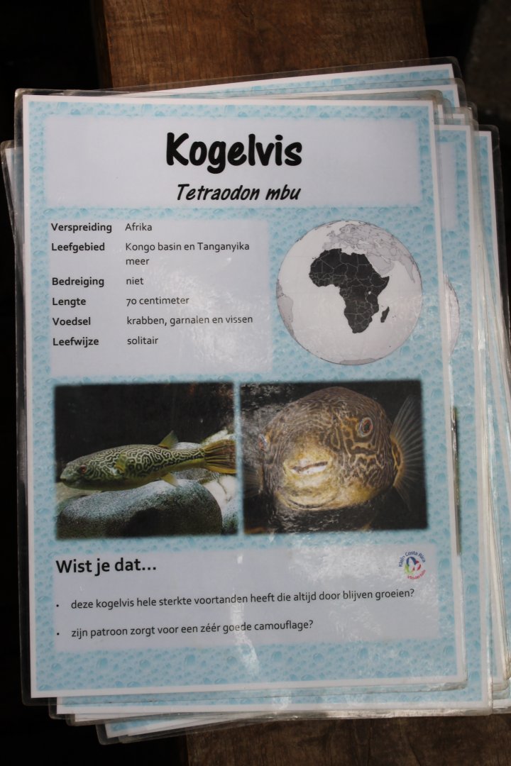 ID-card Tetraodon  mbu