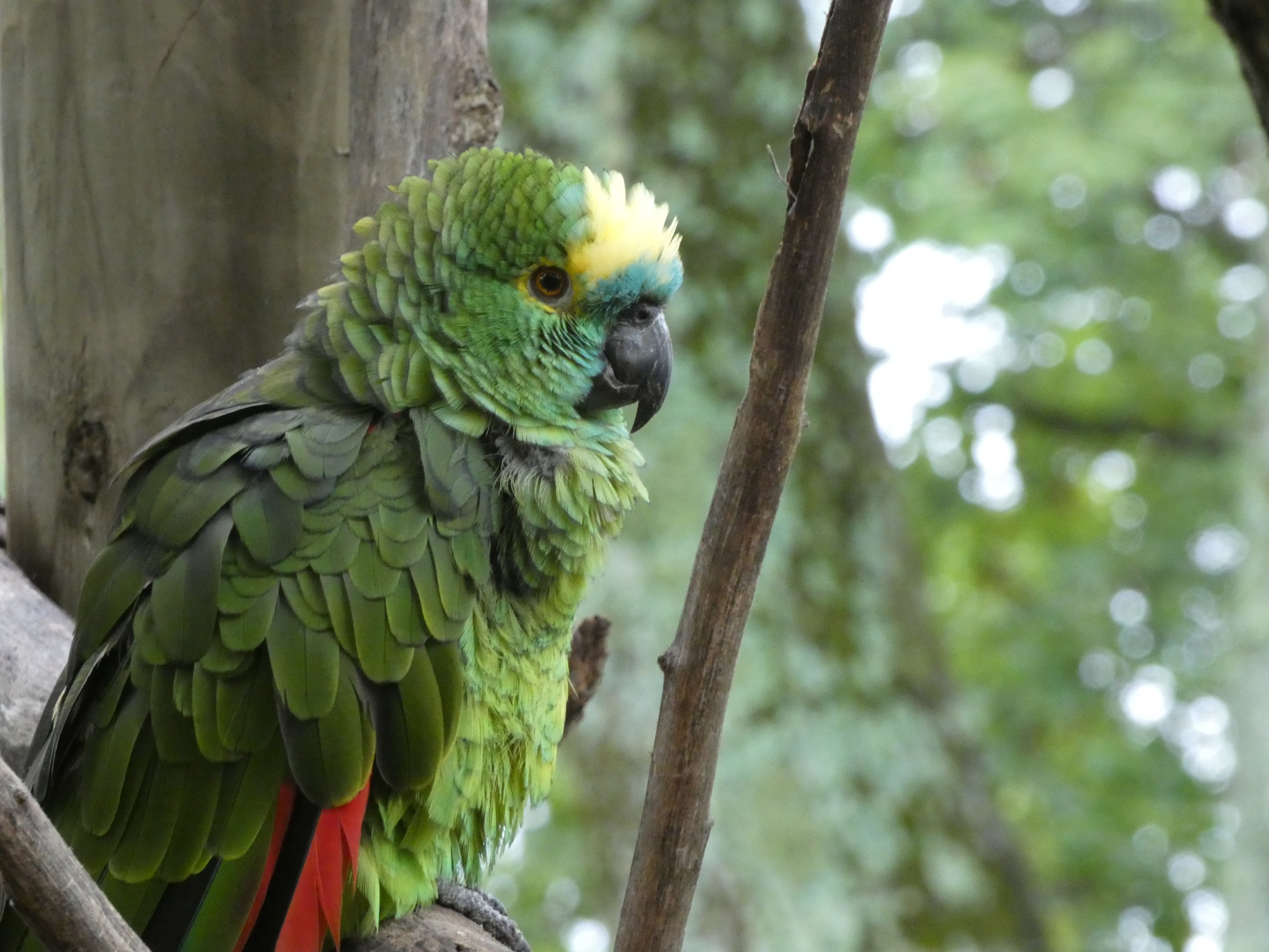 ID? - Catoctin Wildlife Preserve