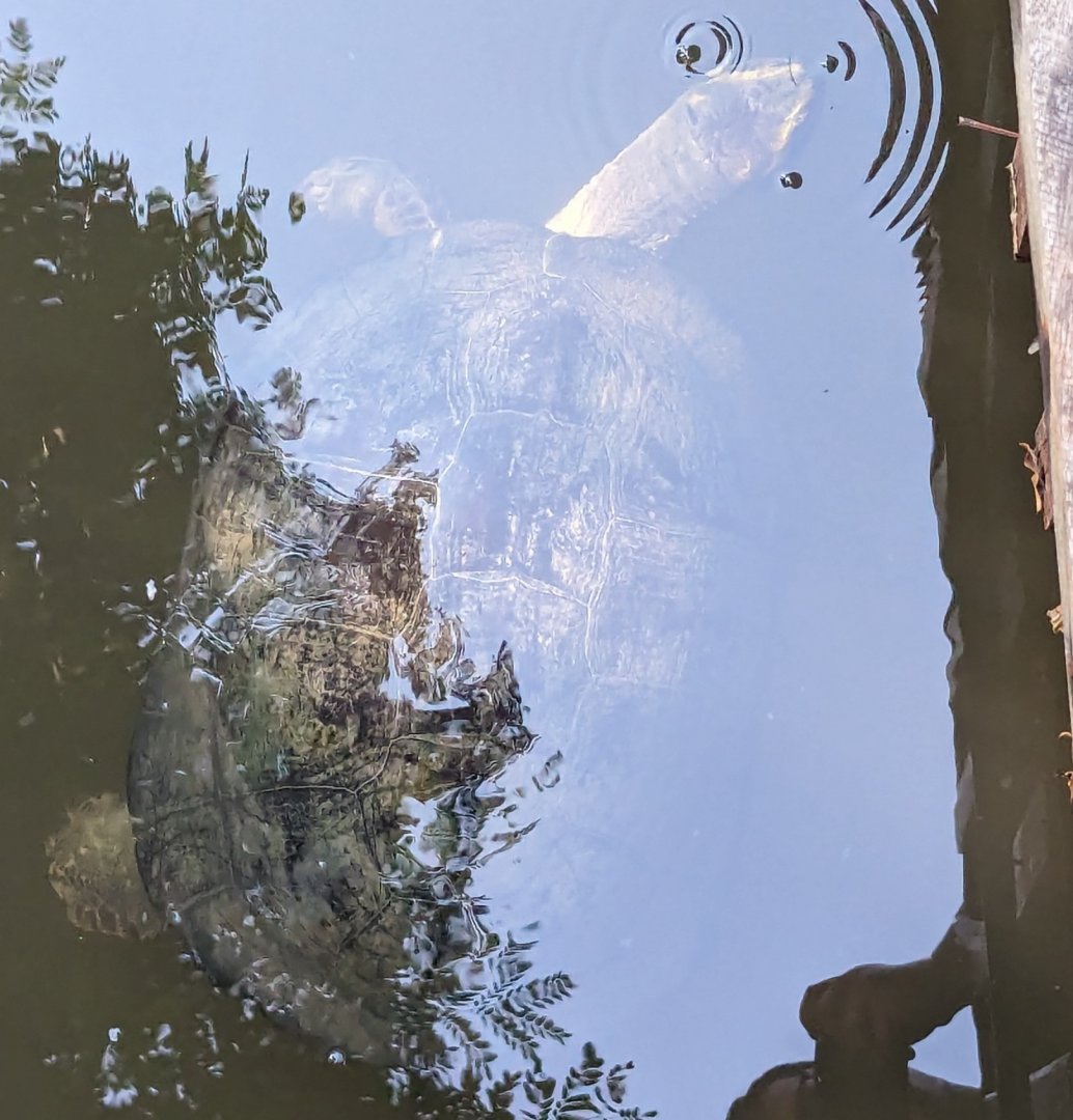 ID Check - Yellow-headed Temple Turtle?