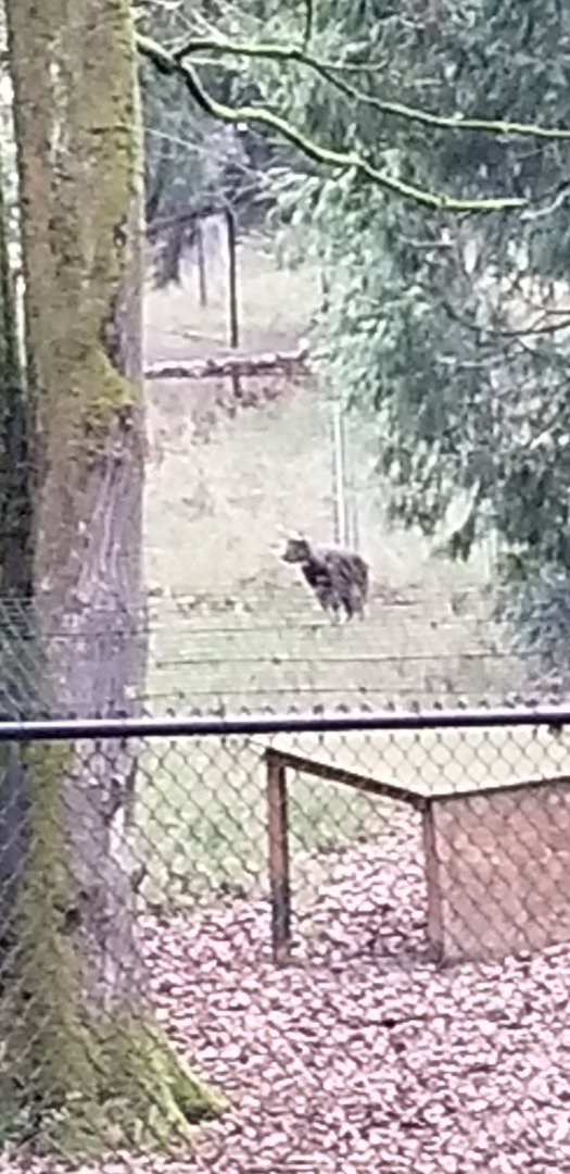 ID? Chinese Goral? Behind the scenes.