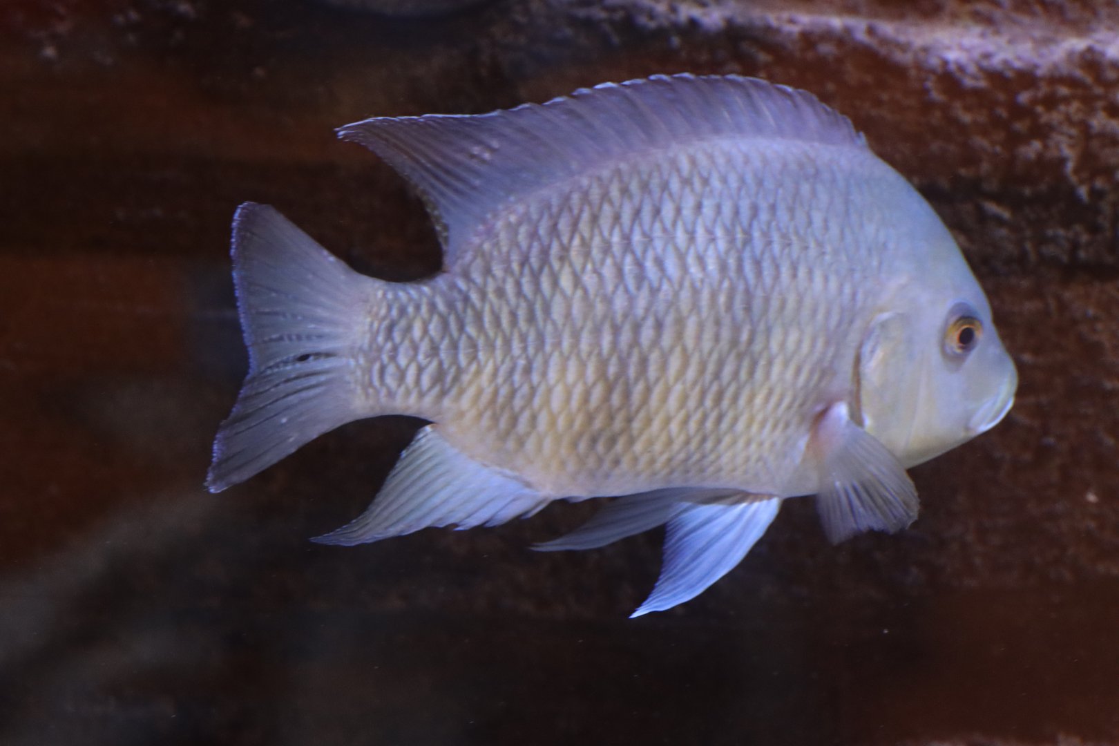 ID Cichlid