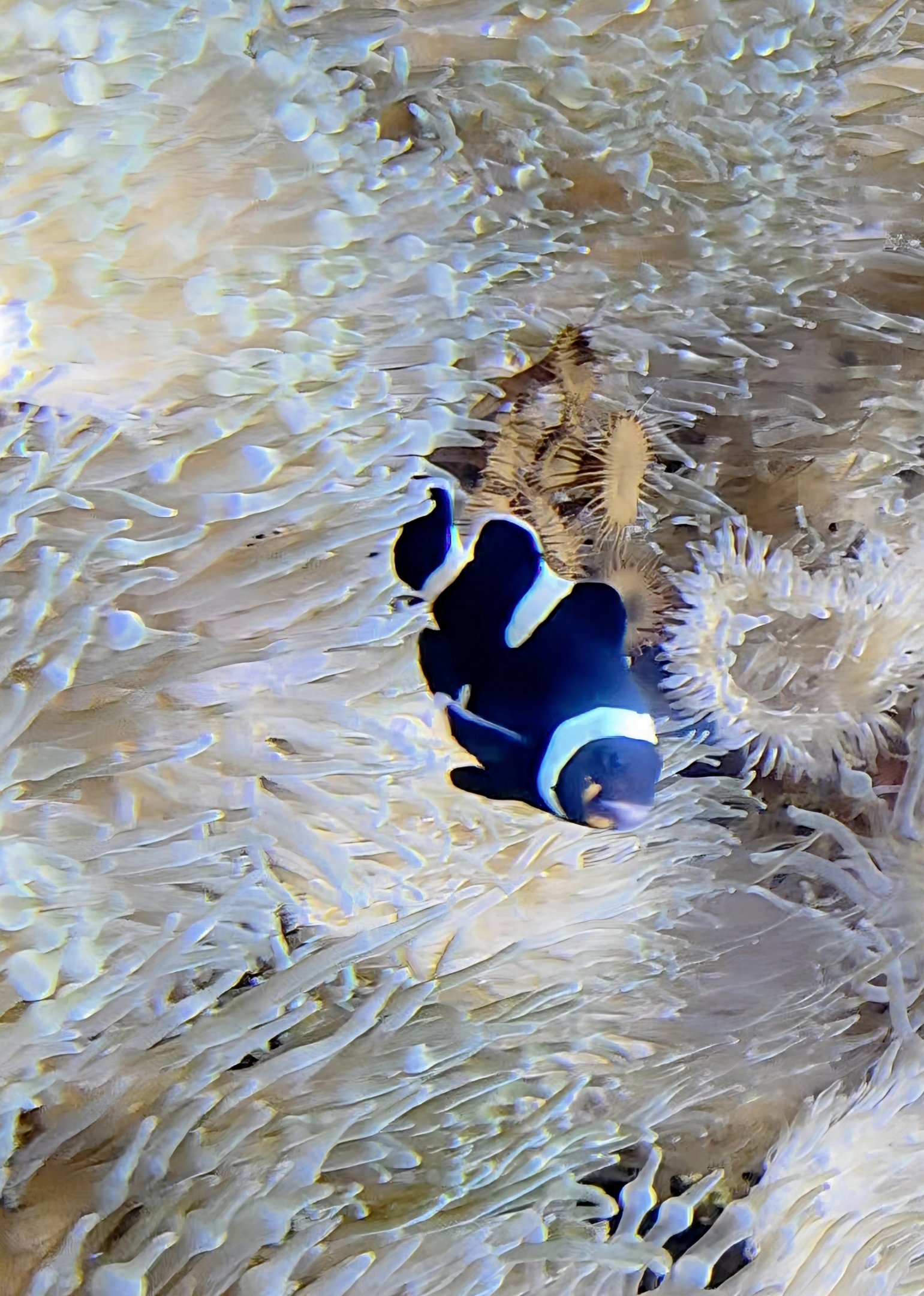 ID Clownfish-Riverbanks Zoo