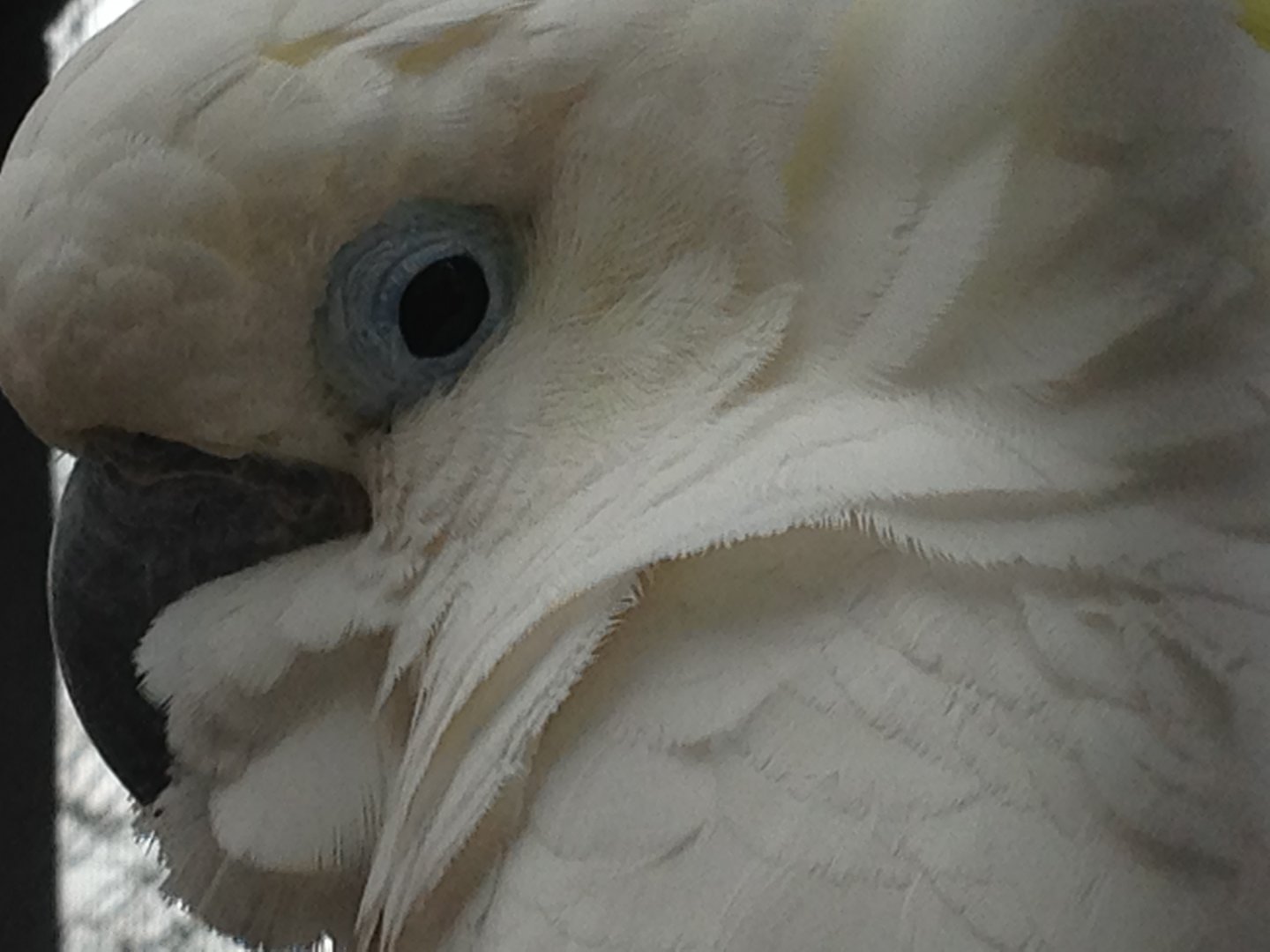 ID? Cockatoo