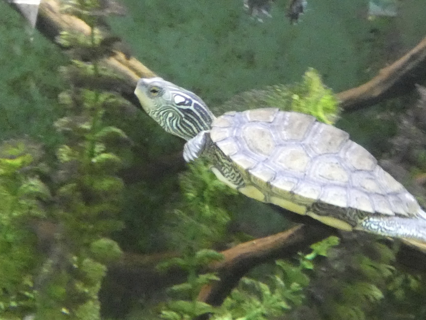 ID? - Cold Spring Harbor Fish Hatchery and Aquarium