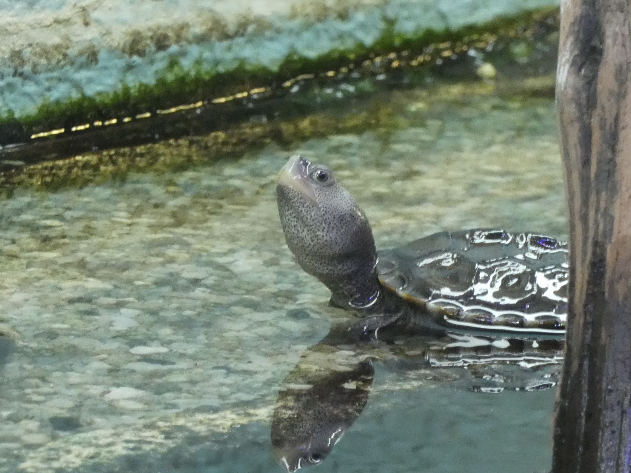 ID? - Cold Spring Harbor Fish Hatchery and Aquarium