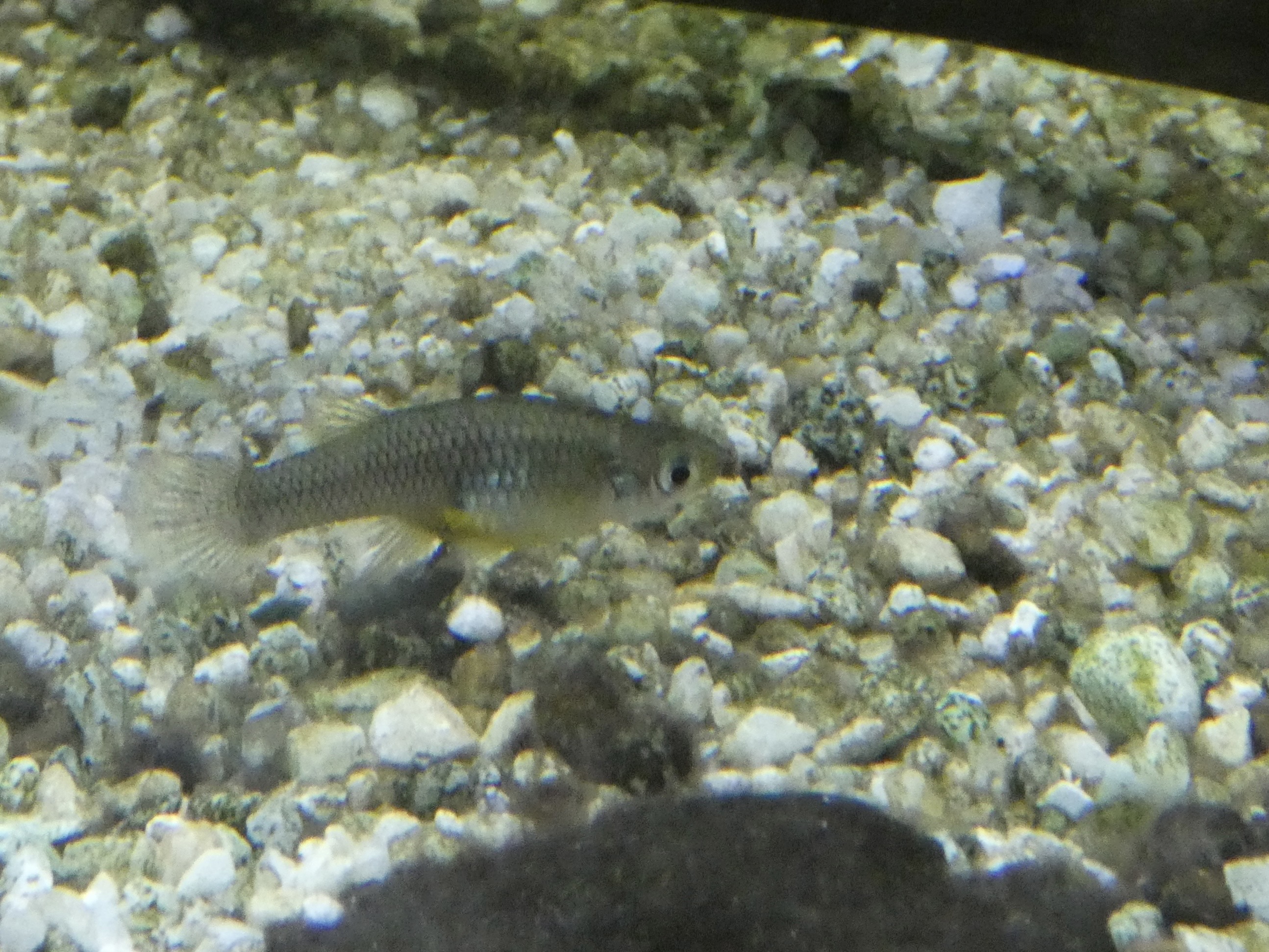 ID? - Cold Spring Harbor Fish Hatchery and Aquarium