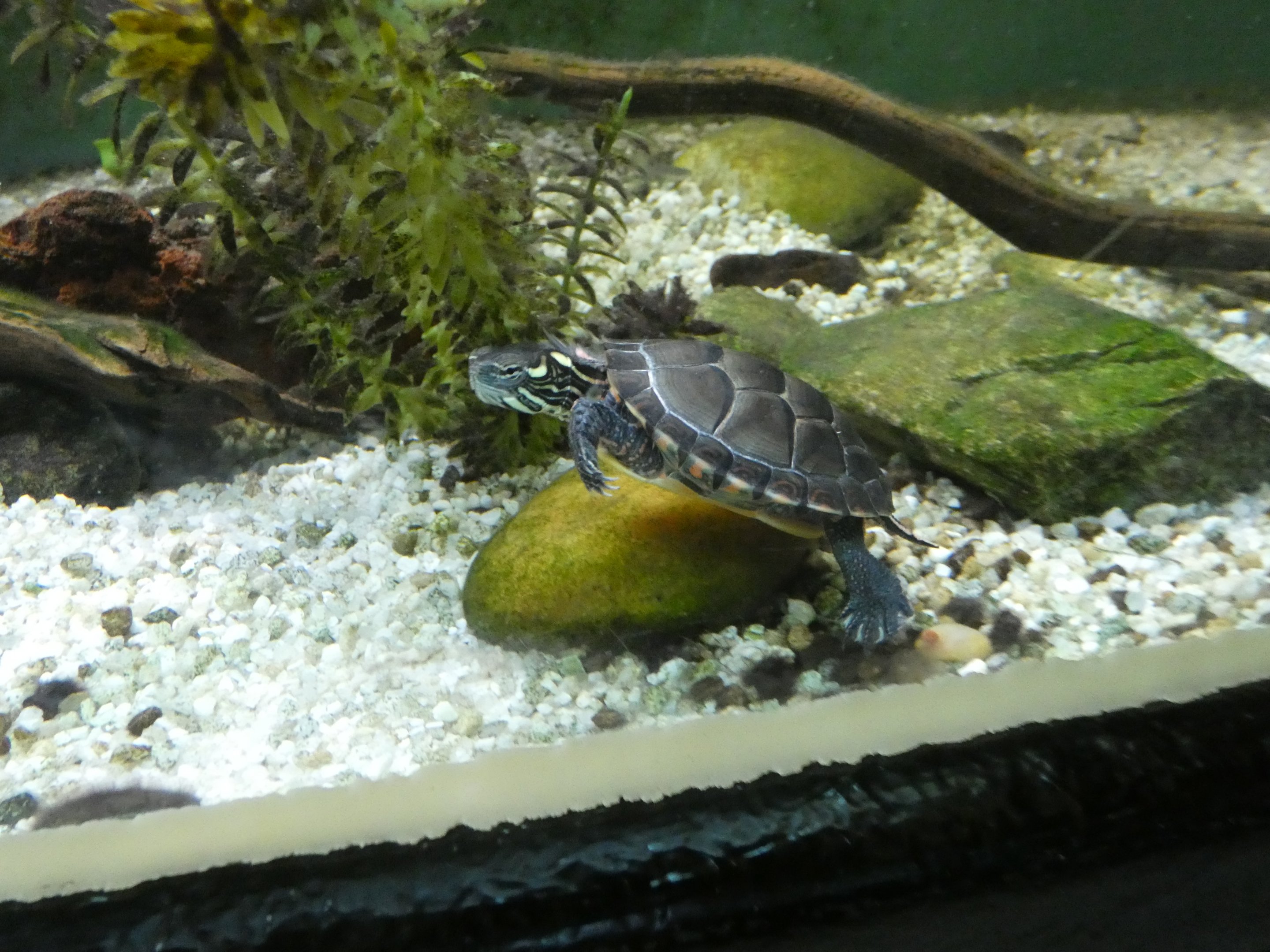 ID? - Cold Spring Harbor Fish Hatchery and Aquarium