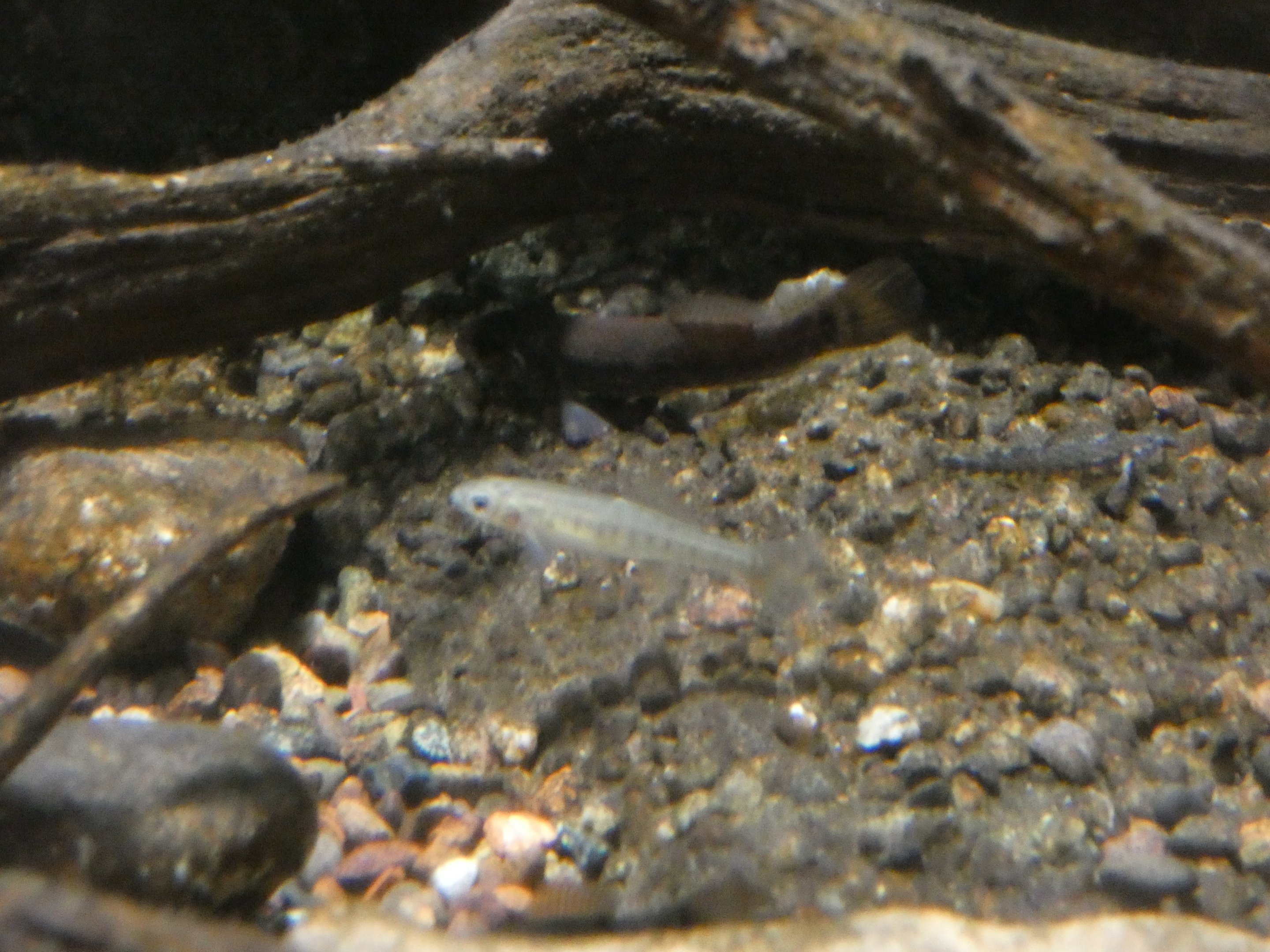 ID? - Cold Spring Harbor Fish Hatchery and Aquarium