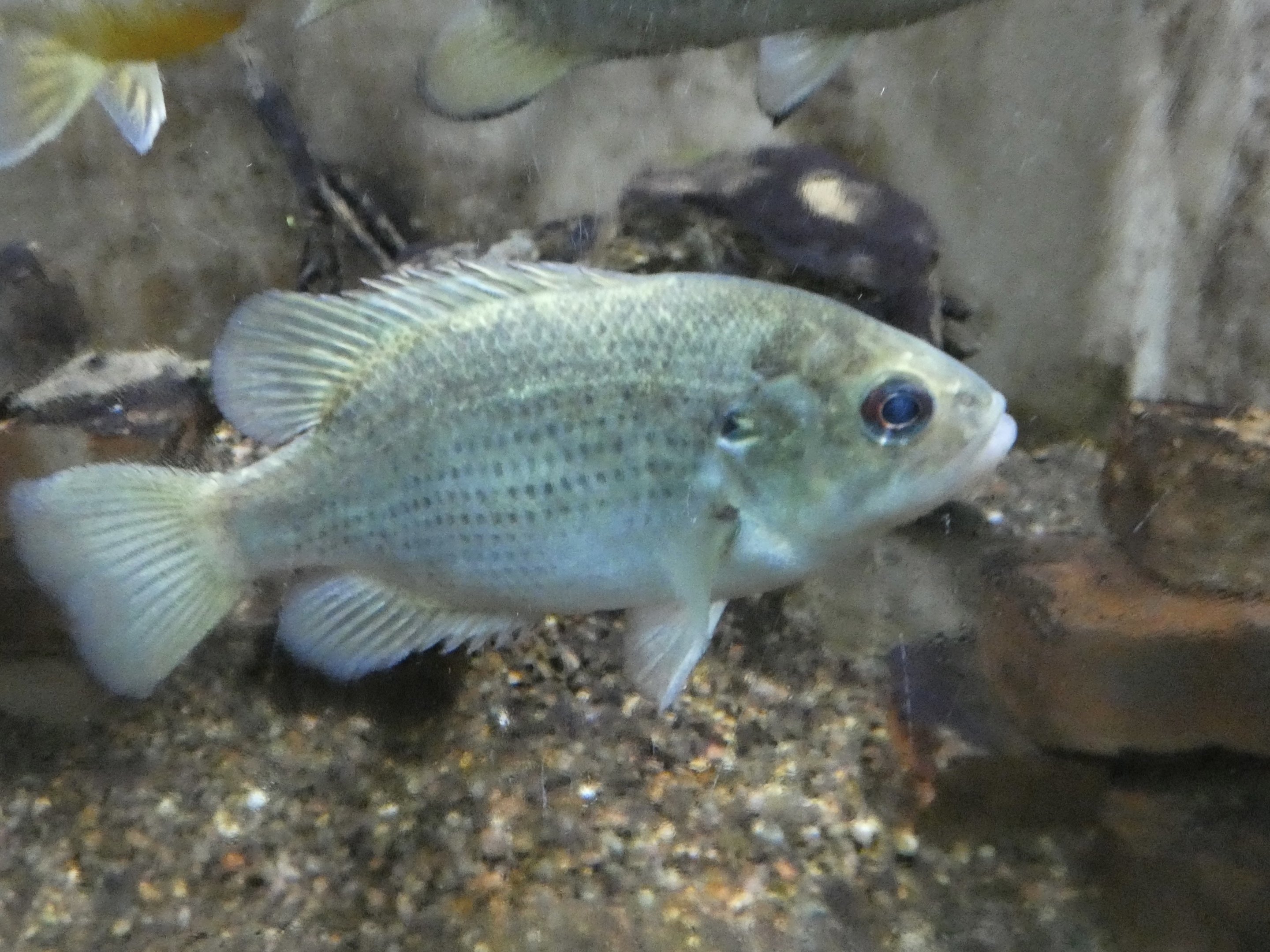 ID? - Cold Spring Harbor Fish Hatchery and Aquarium