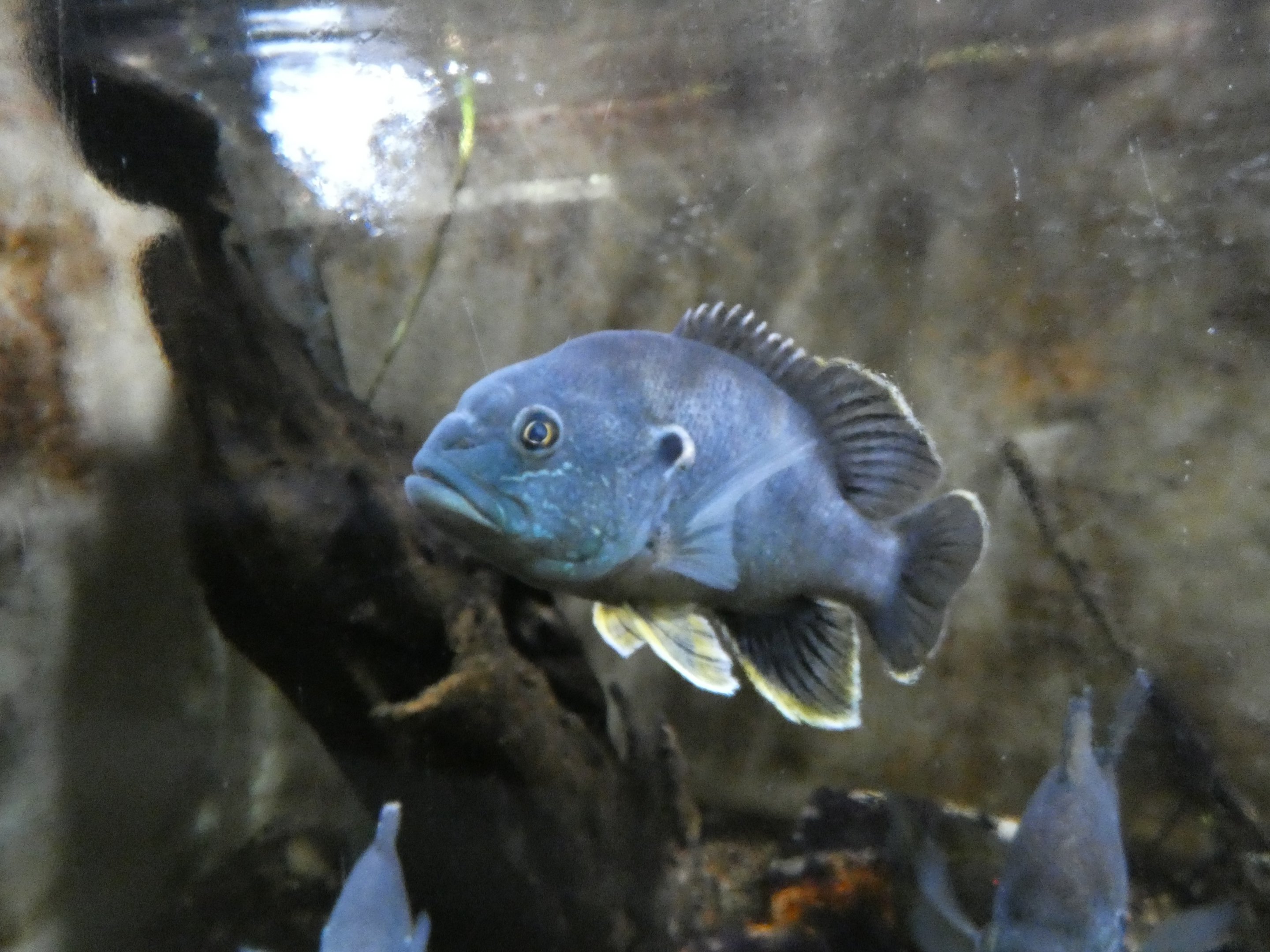 ID? - Cold Spring Harbor Fish Hatchery and Aquarium