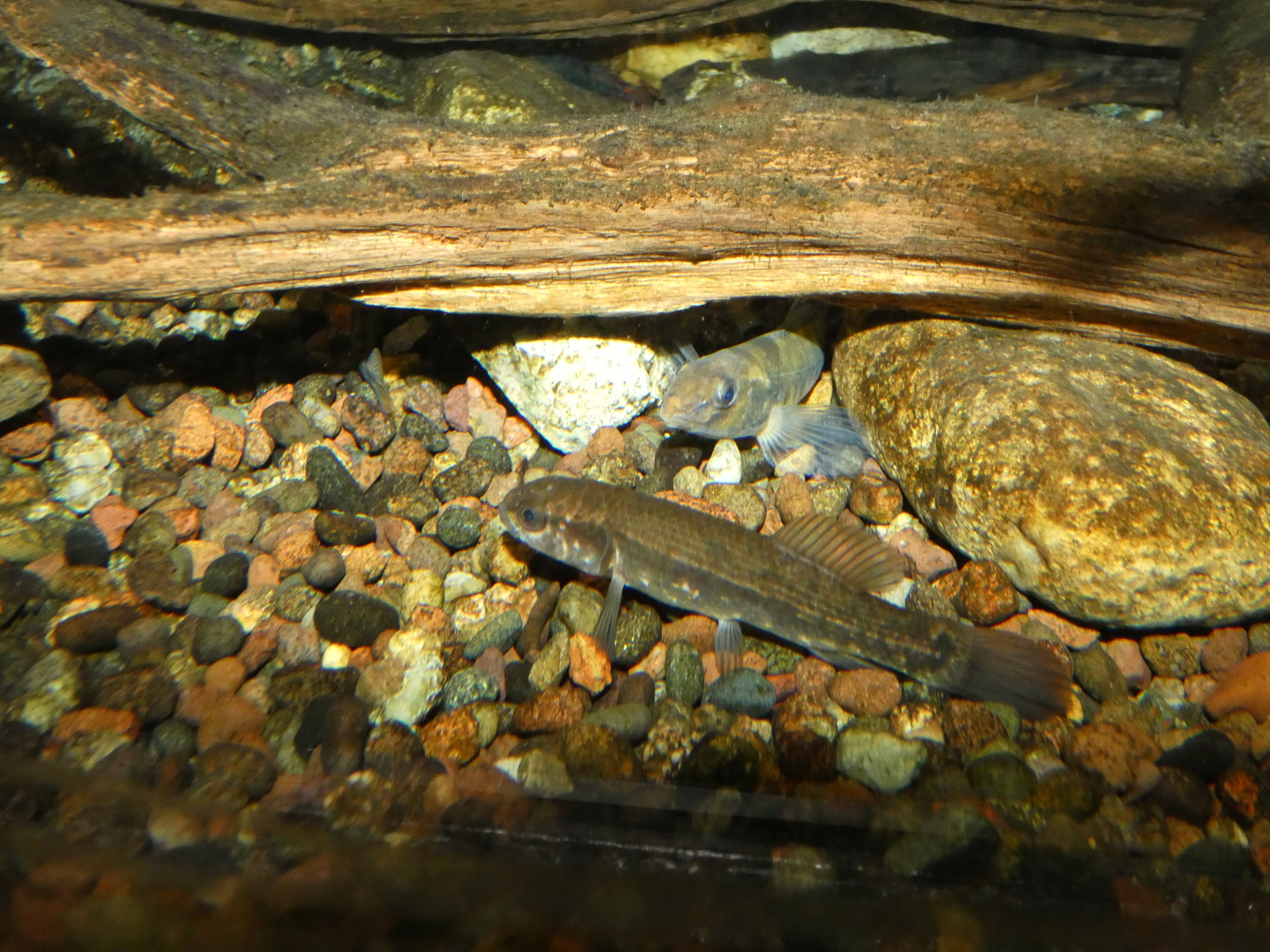 ID? - Cold Spring Harbor Fish Hatchery and Aquarium