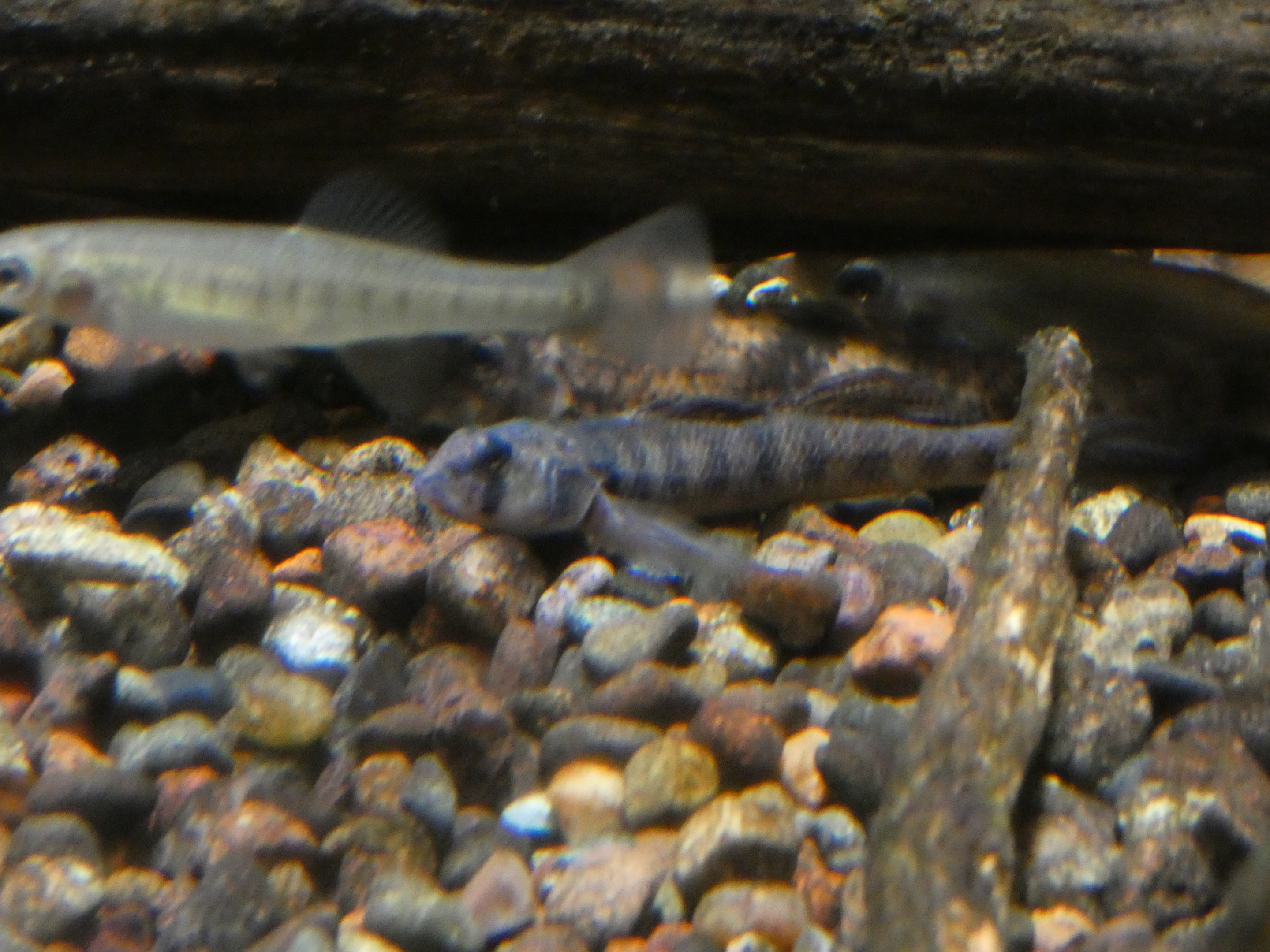 ID? - Cold Spring Harbor Fish Hatchery and Aquarium