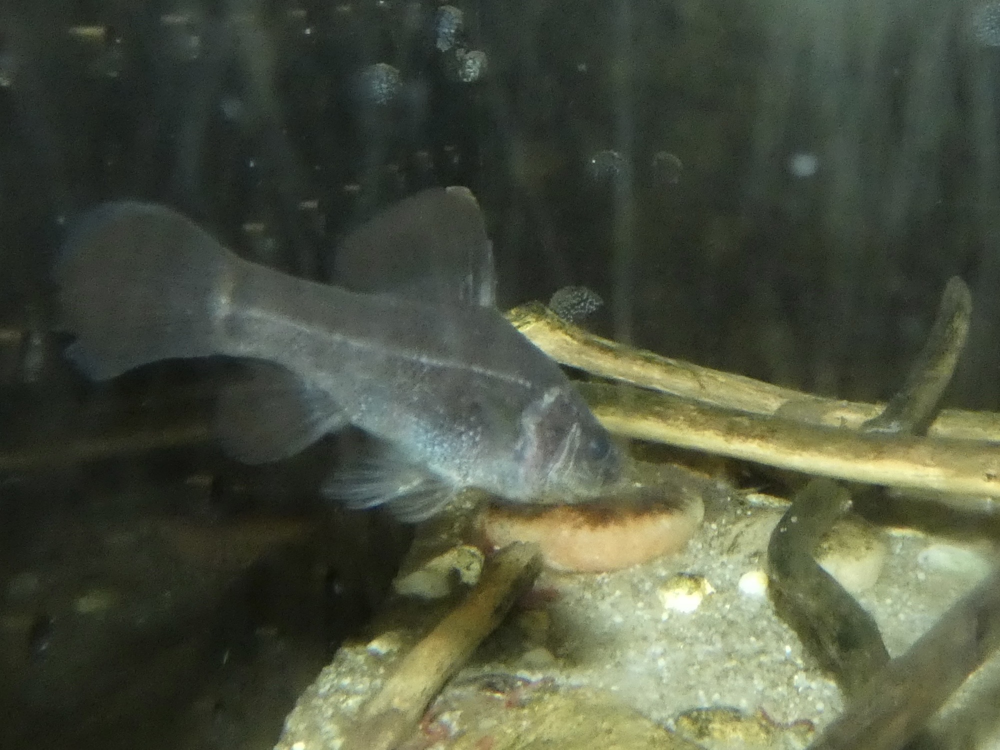 ID? - Cold Spring Harbor Fish Hatchery and Aquarium