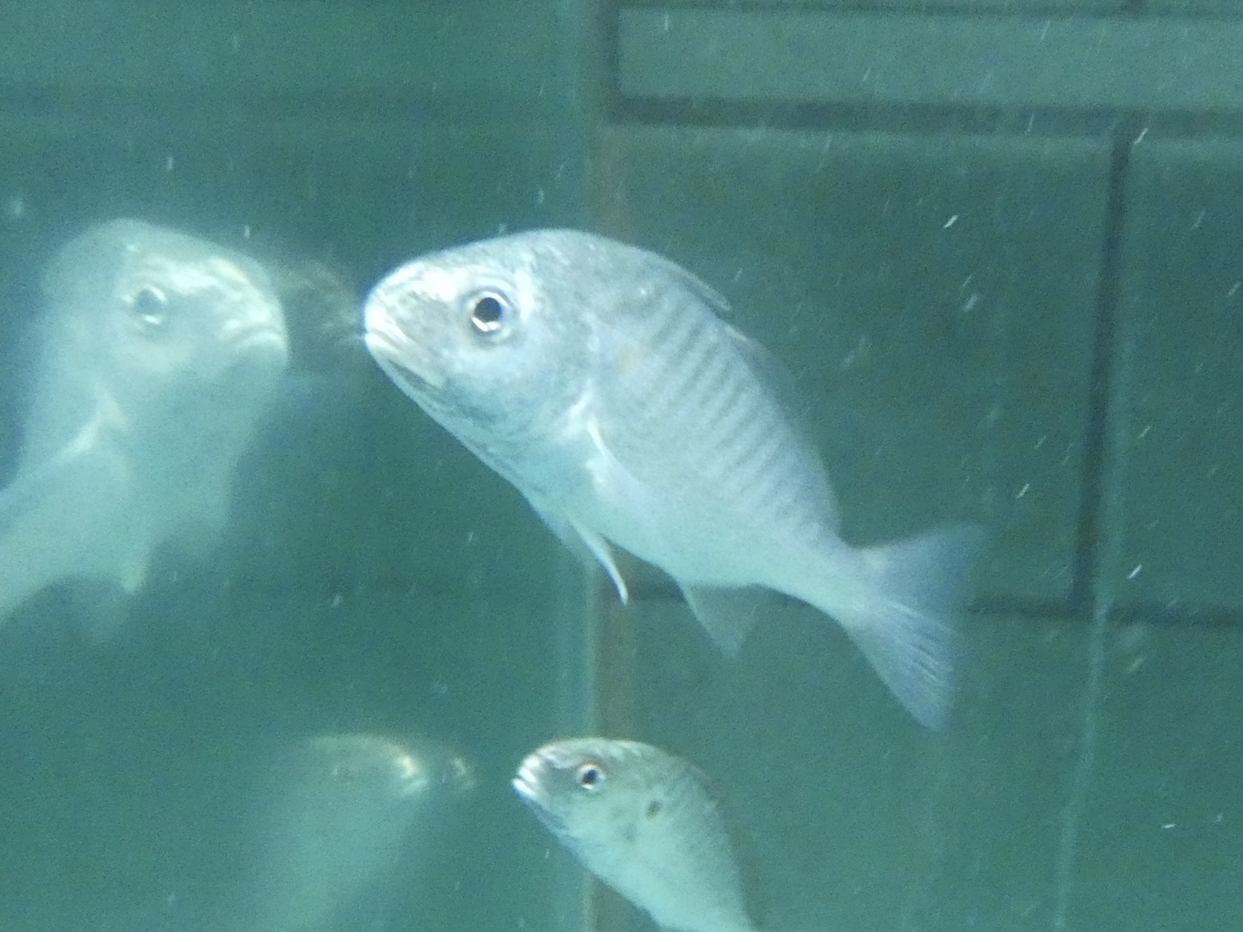 ID? - Cold Spring Harbor Fish Hatchery and Aquarium