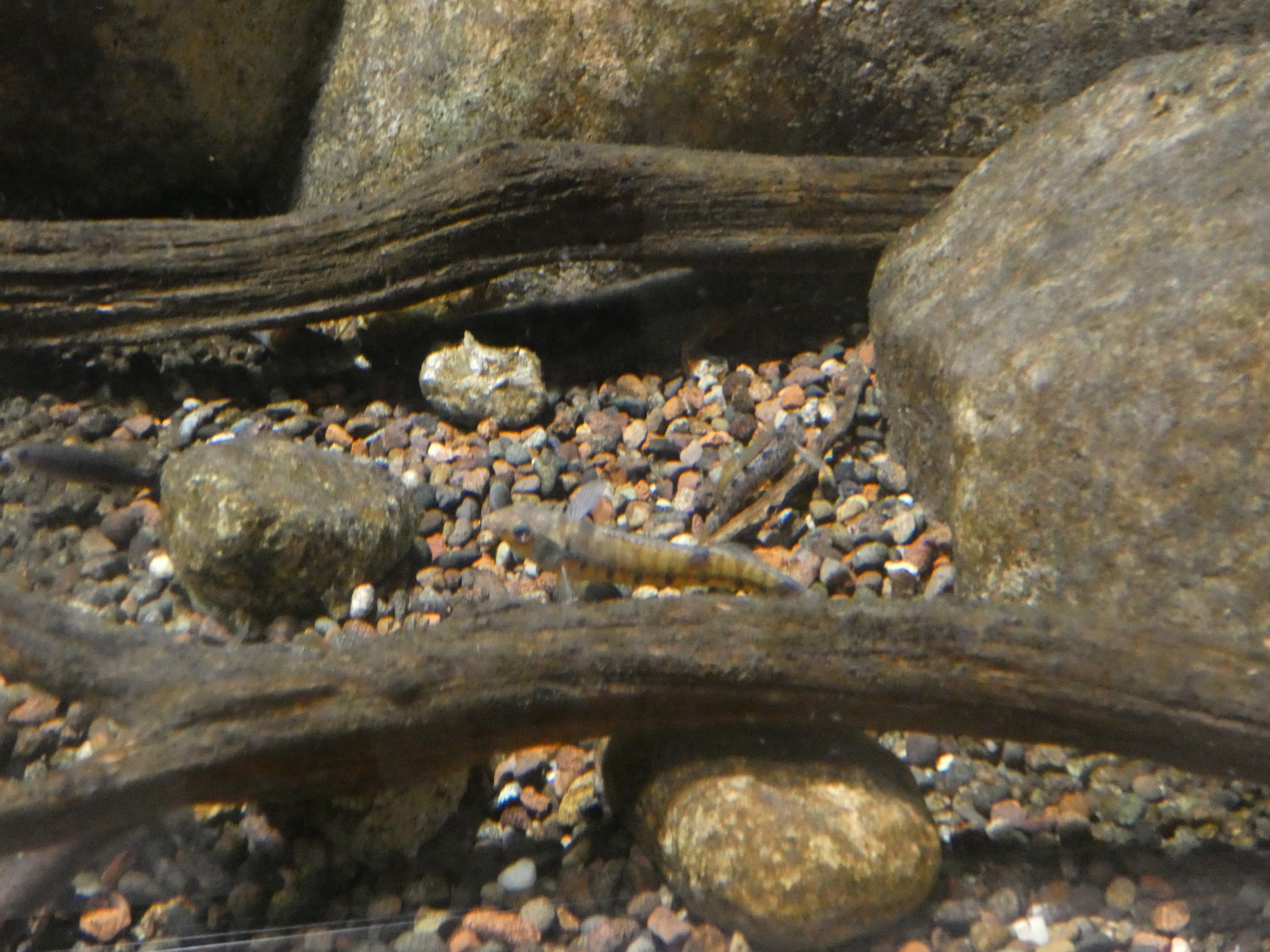 ID? - Cold Spring Harbor Fish Hatchery and Aquarium