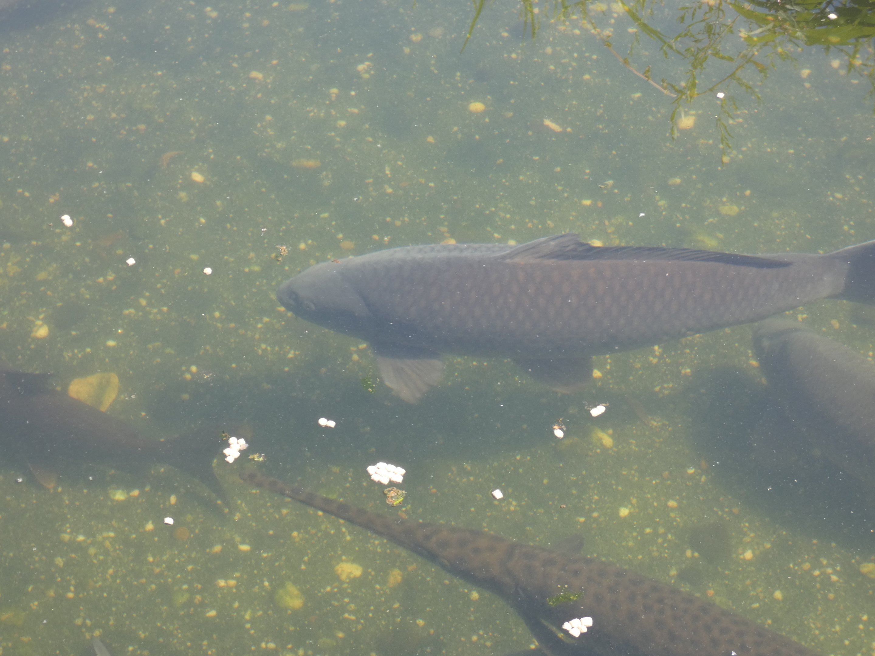 ID? - Cold Spring Harbor Fish Hatchery and Aquarium