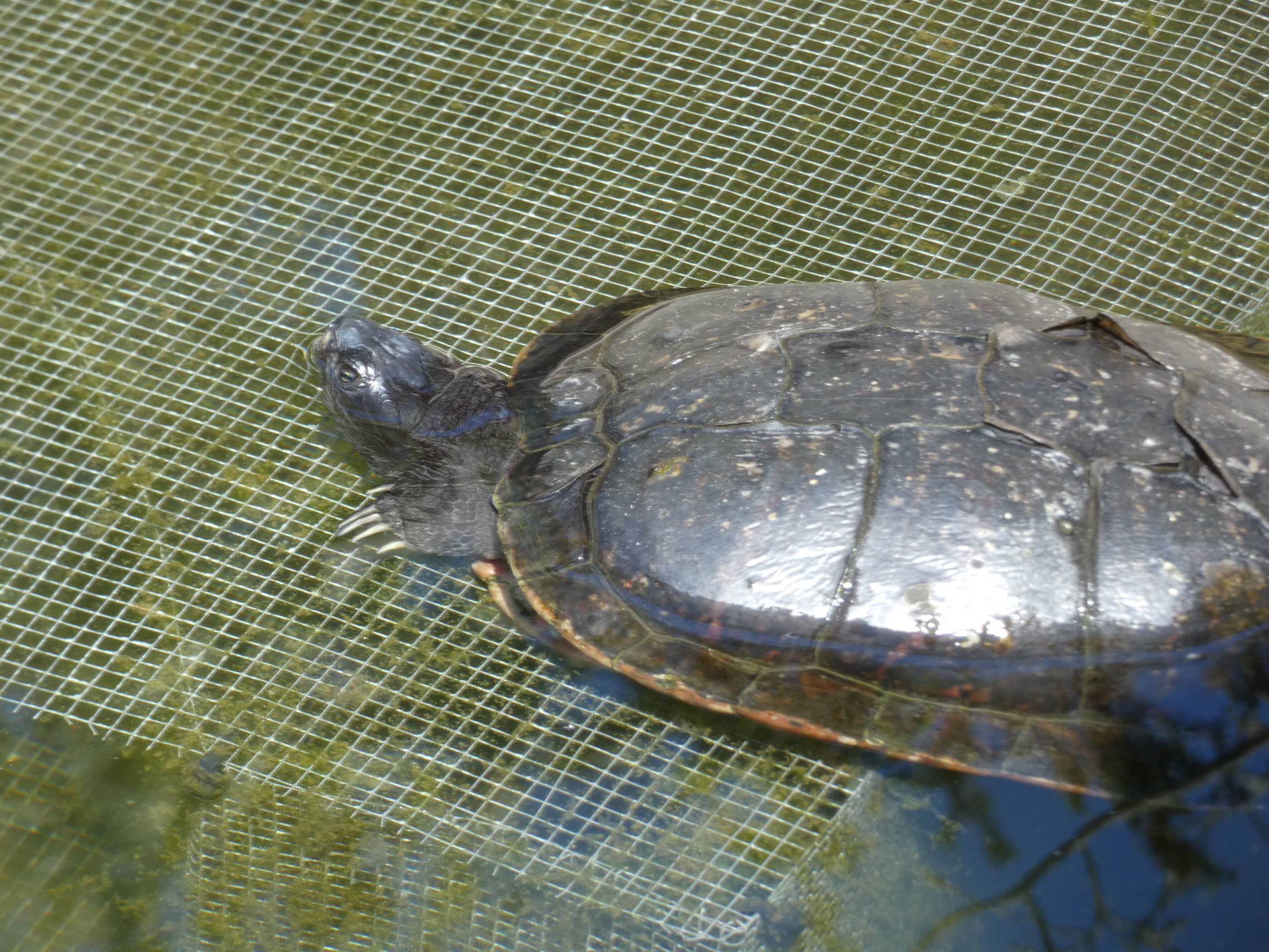 ID? - Cold Spring Harbor Fish Hatchery and Aquarium