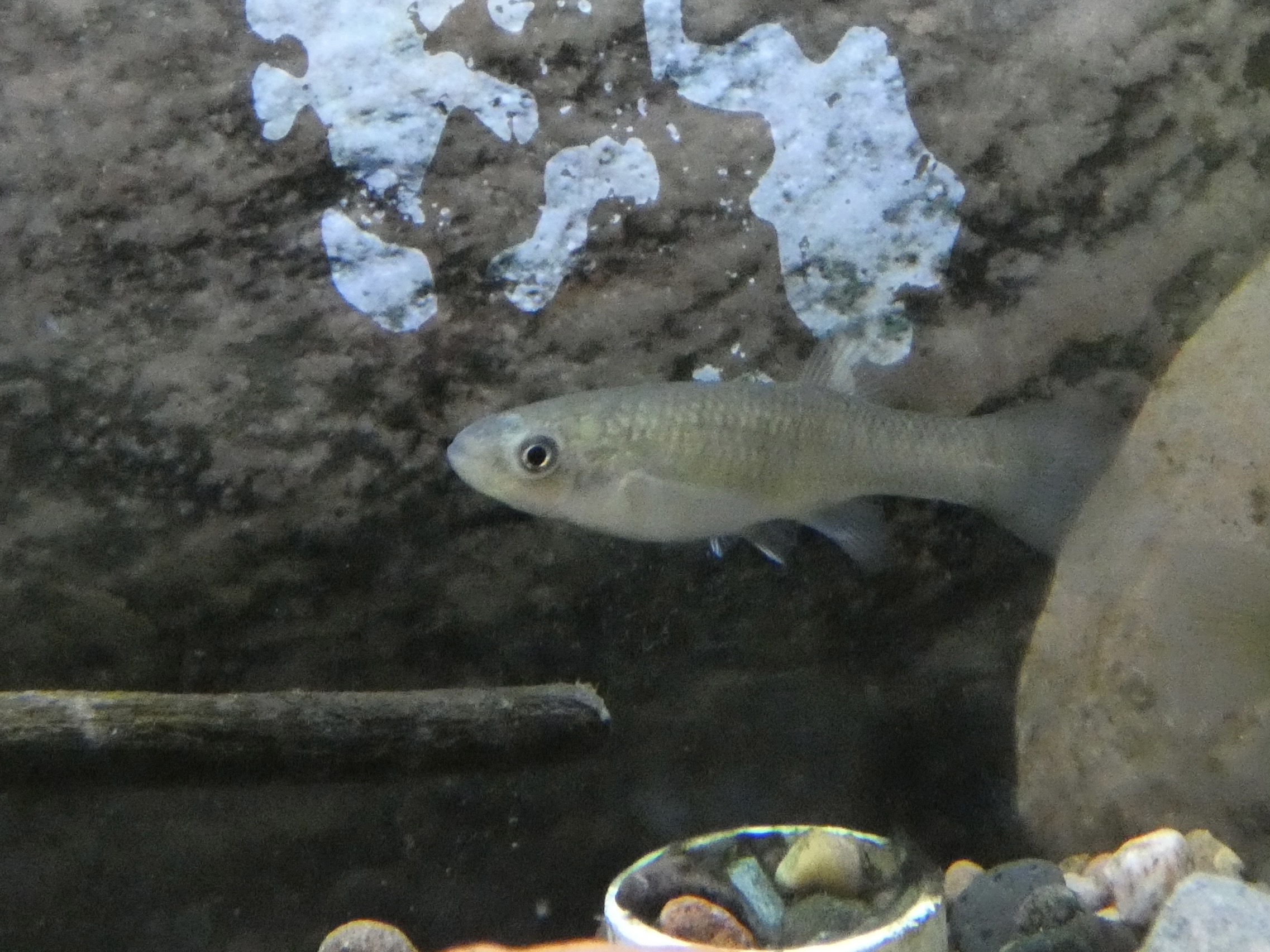 ID? - Cold Spring Harbor Fish Hatchery and Aquarium