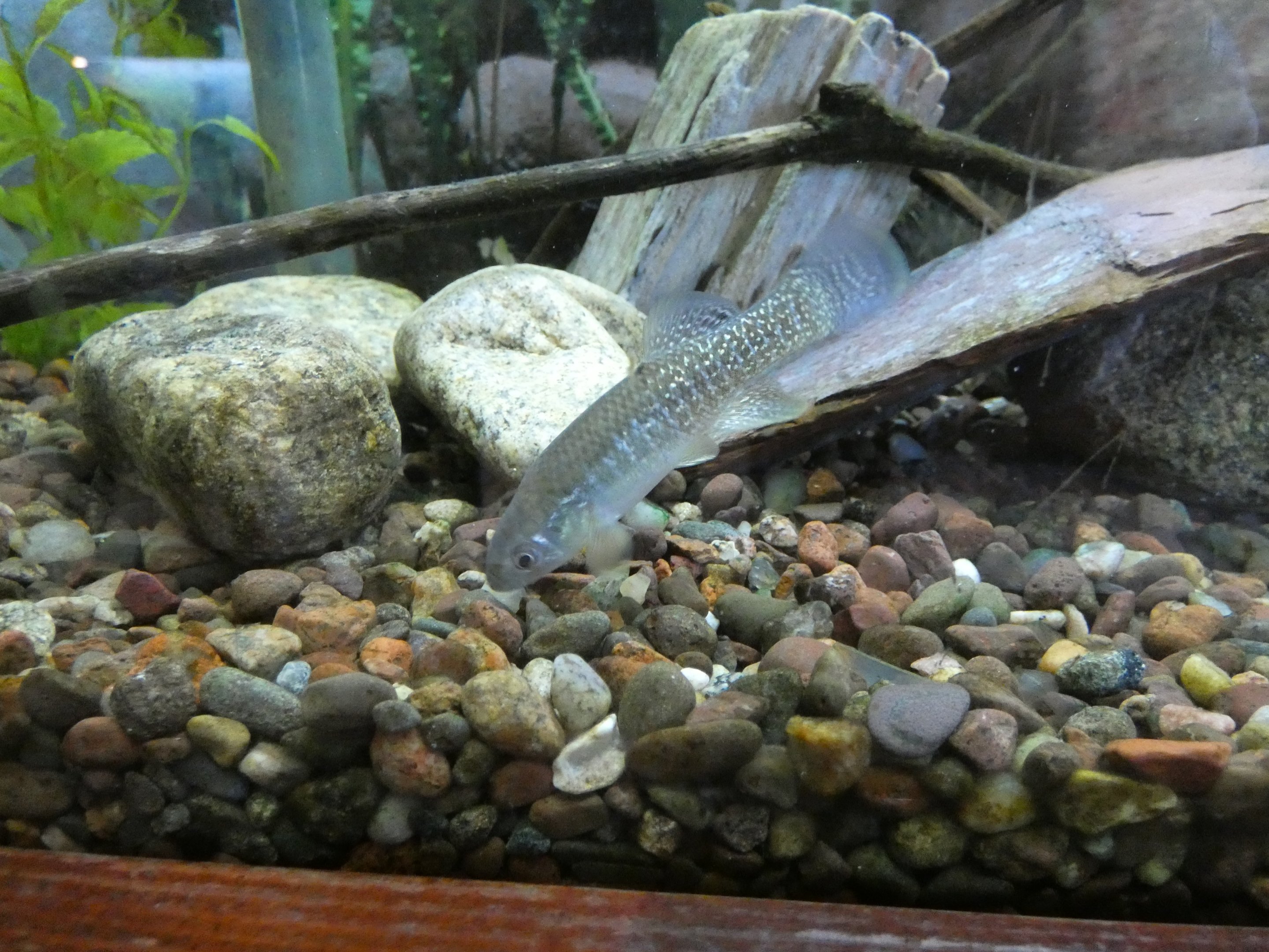 ID? - Cold Spring Harbor Fish Hatchery and Aquarium