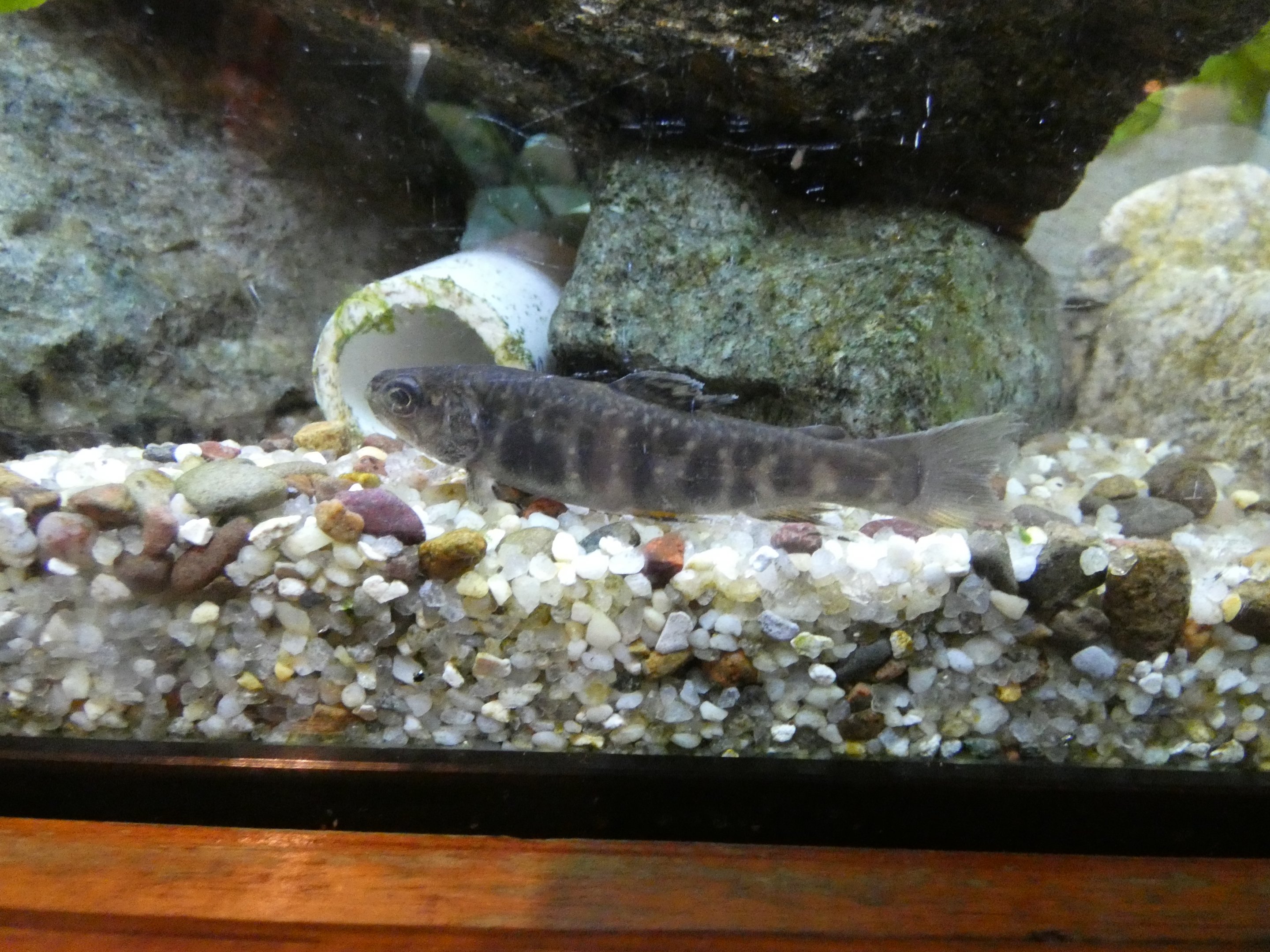ID? - Cold Spring Harbor Fish Hatchery and Aquarium