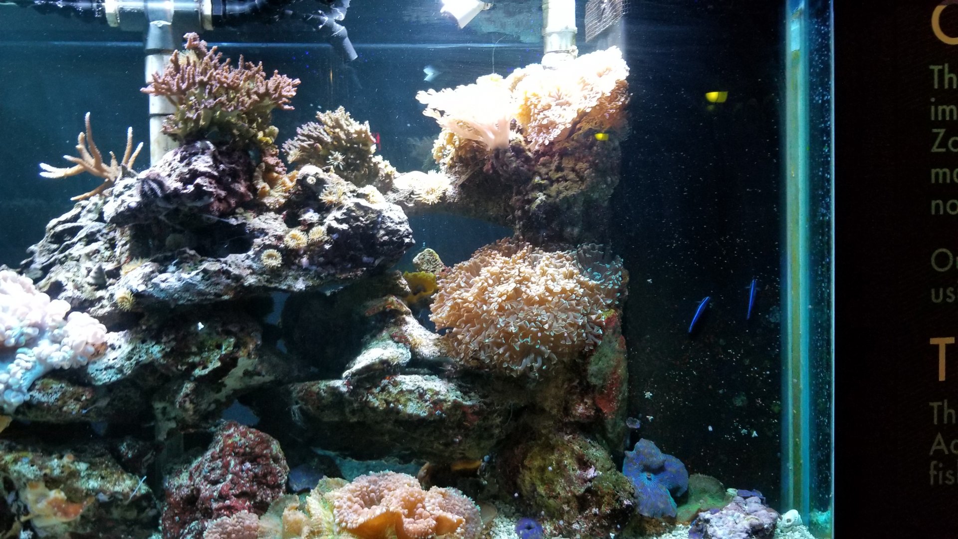 ID? Columbus Zoo - Blue fish on right