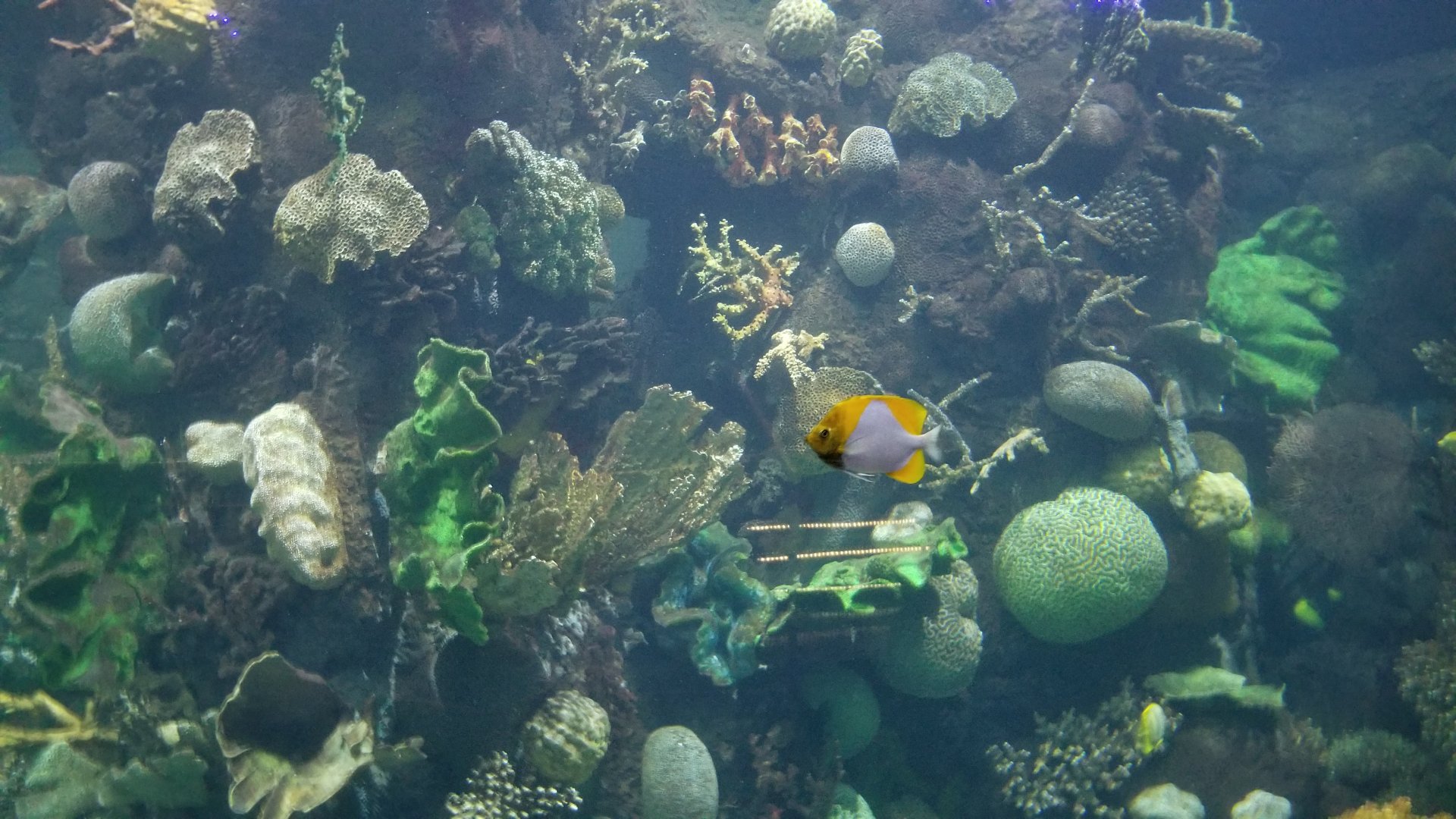 ID? Columbus Zoo - Large tank