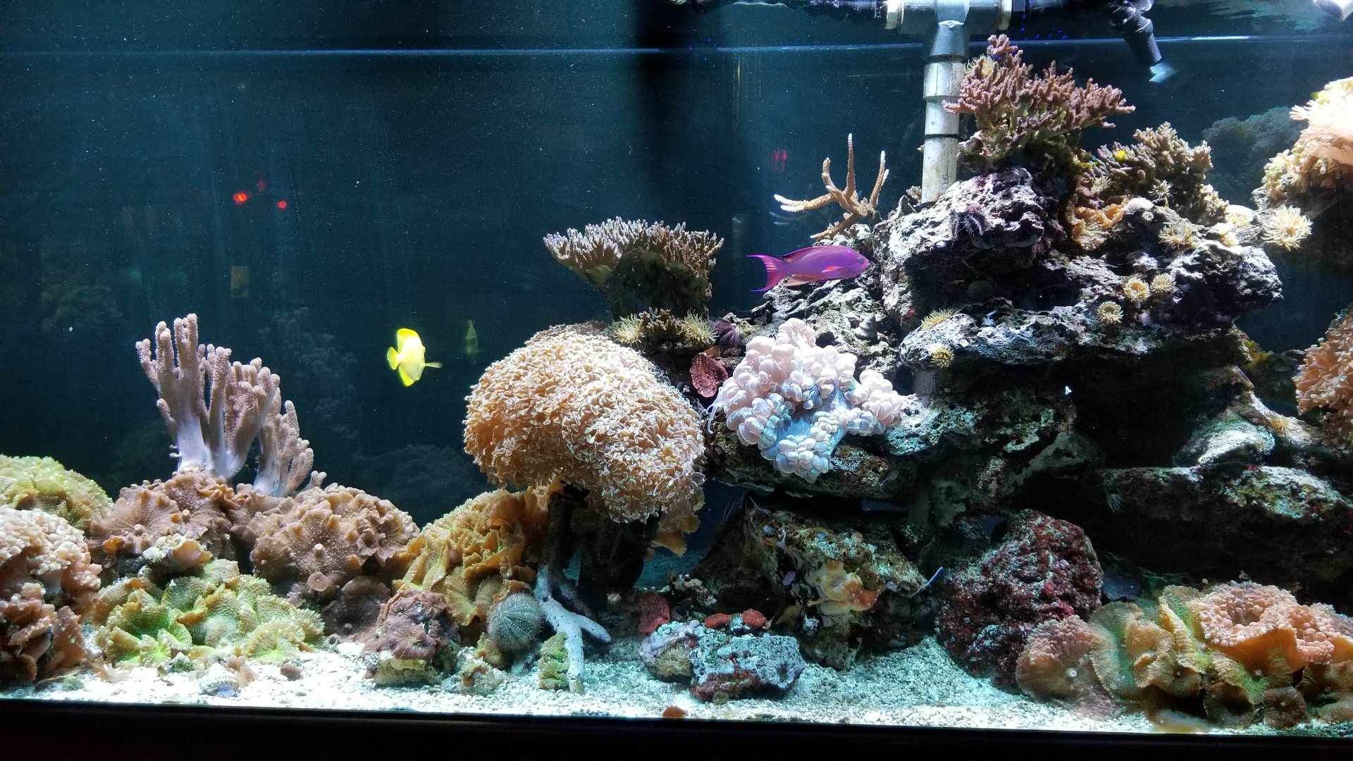 ID? Columbus Zoo - Pink fish