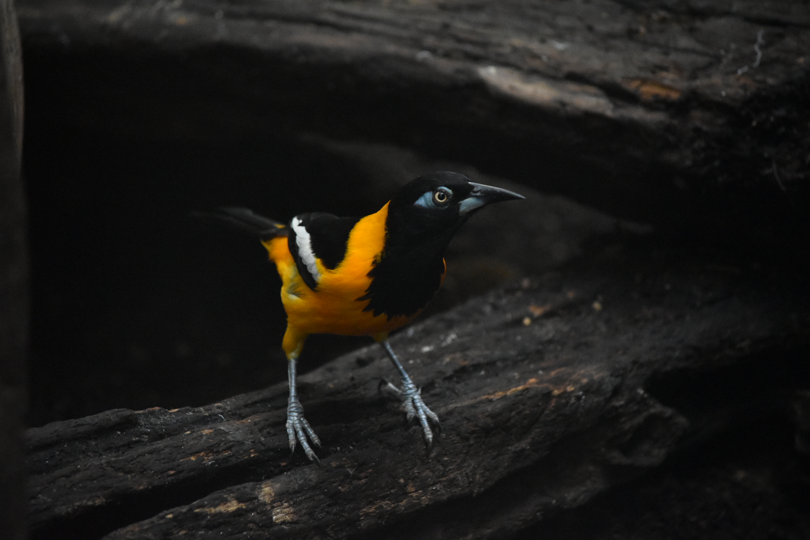 ID-Dallas World Aquarium