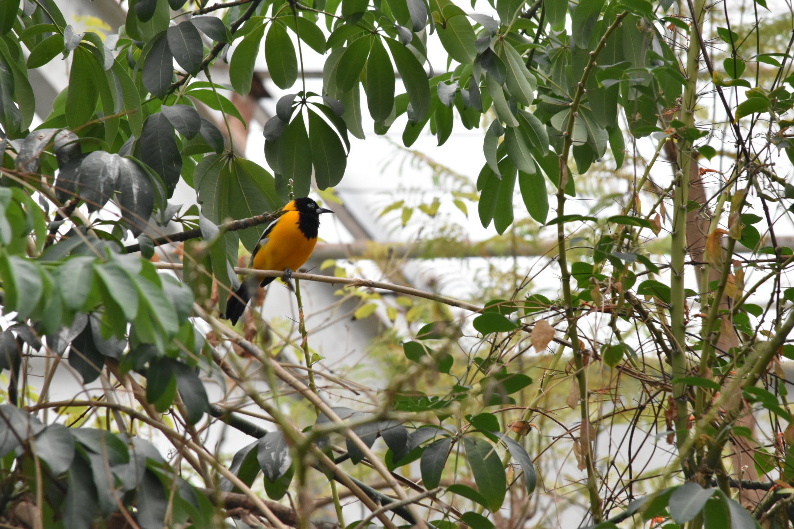 ID?- Dallas World Aquarium