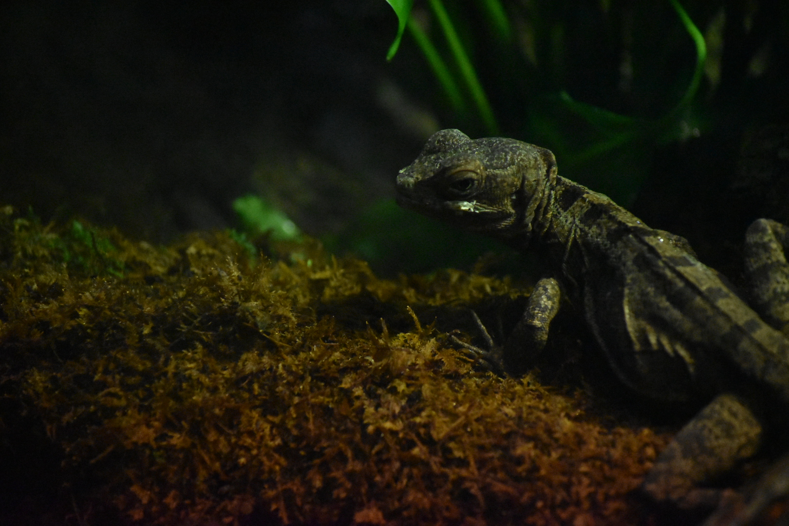 ID?- Dallas World Aquarium